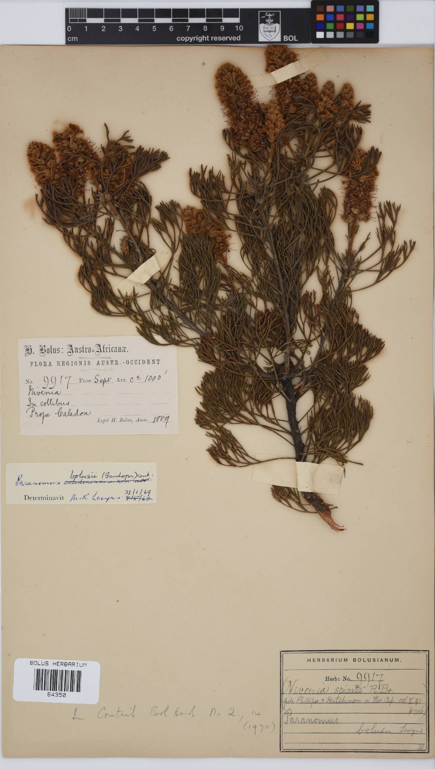 Paranomus bolusii image