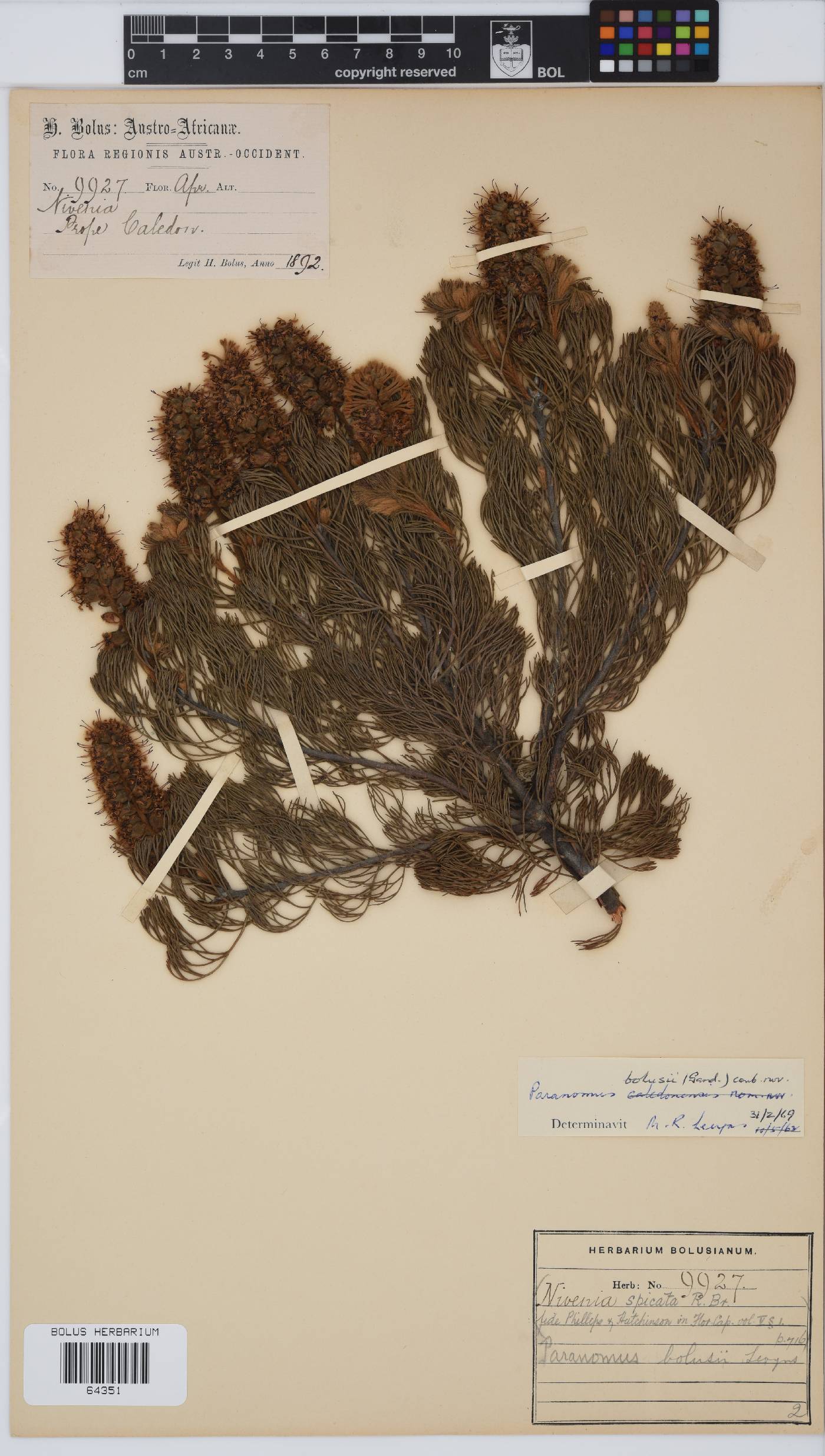 Paranomus bolusii image