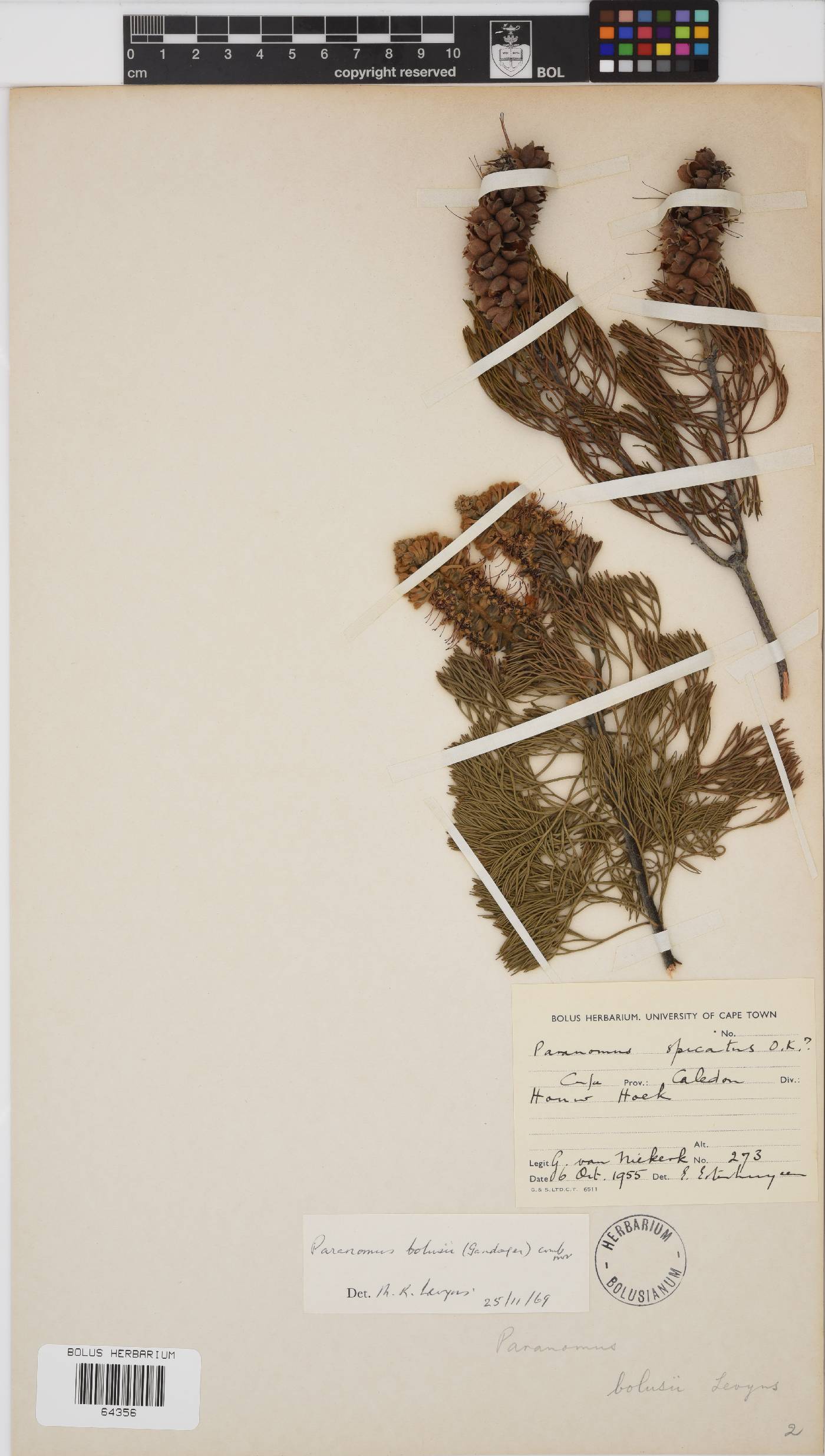 Paranomus bolusii image