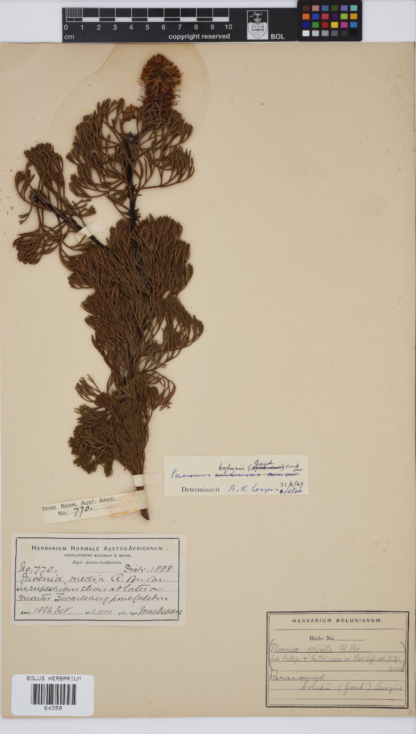 Paranomus bolusii image