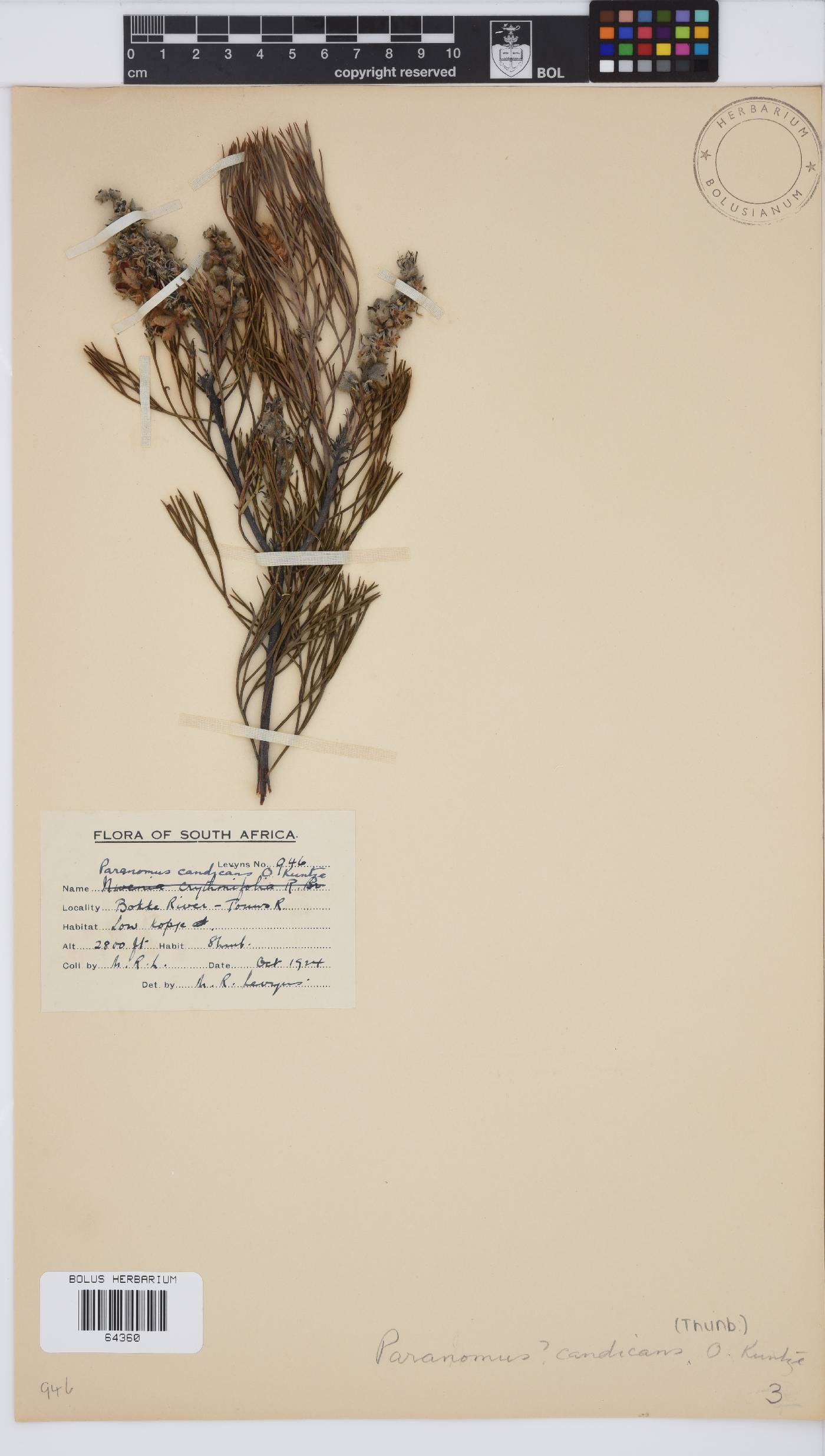 Paranomus candicans image