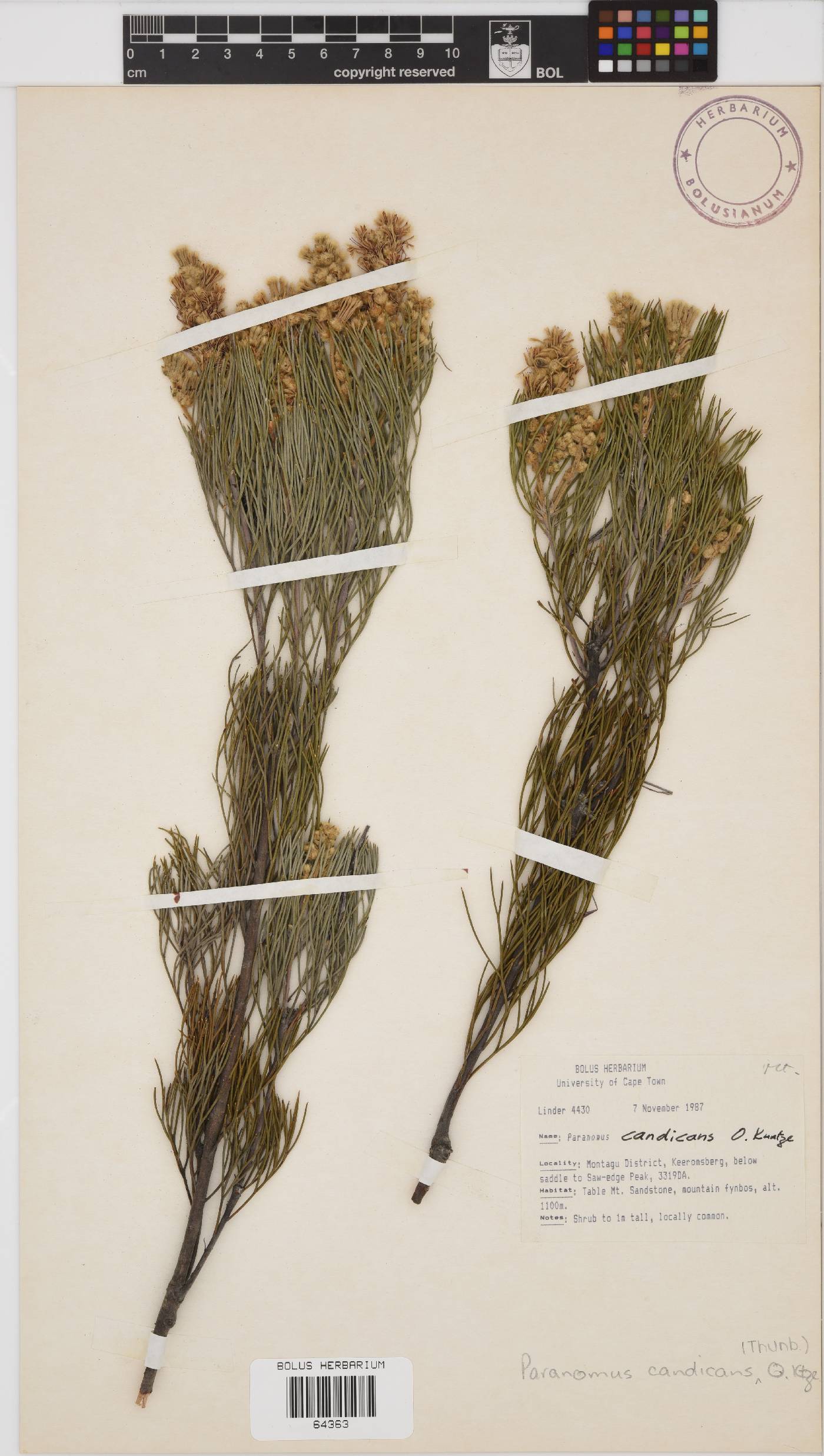 Paranomus candicans image