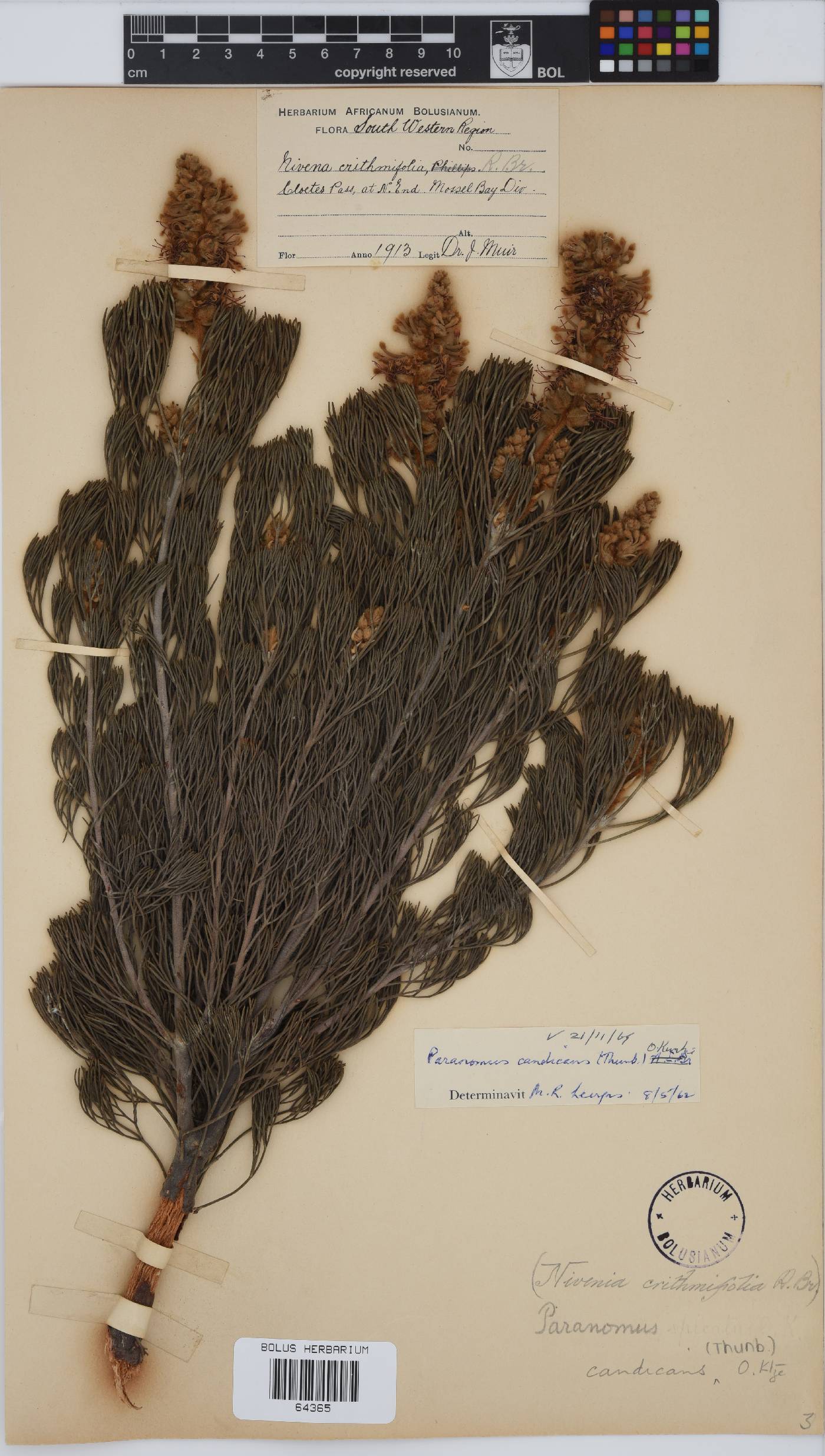 Paranomus candicans image