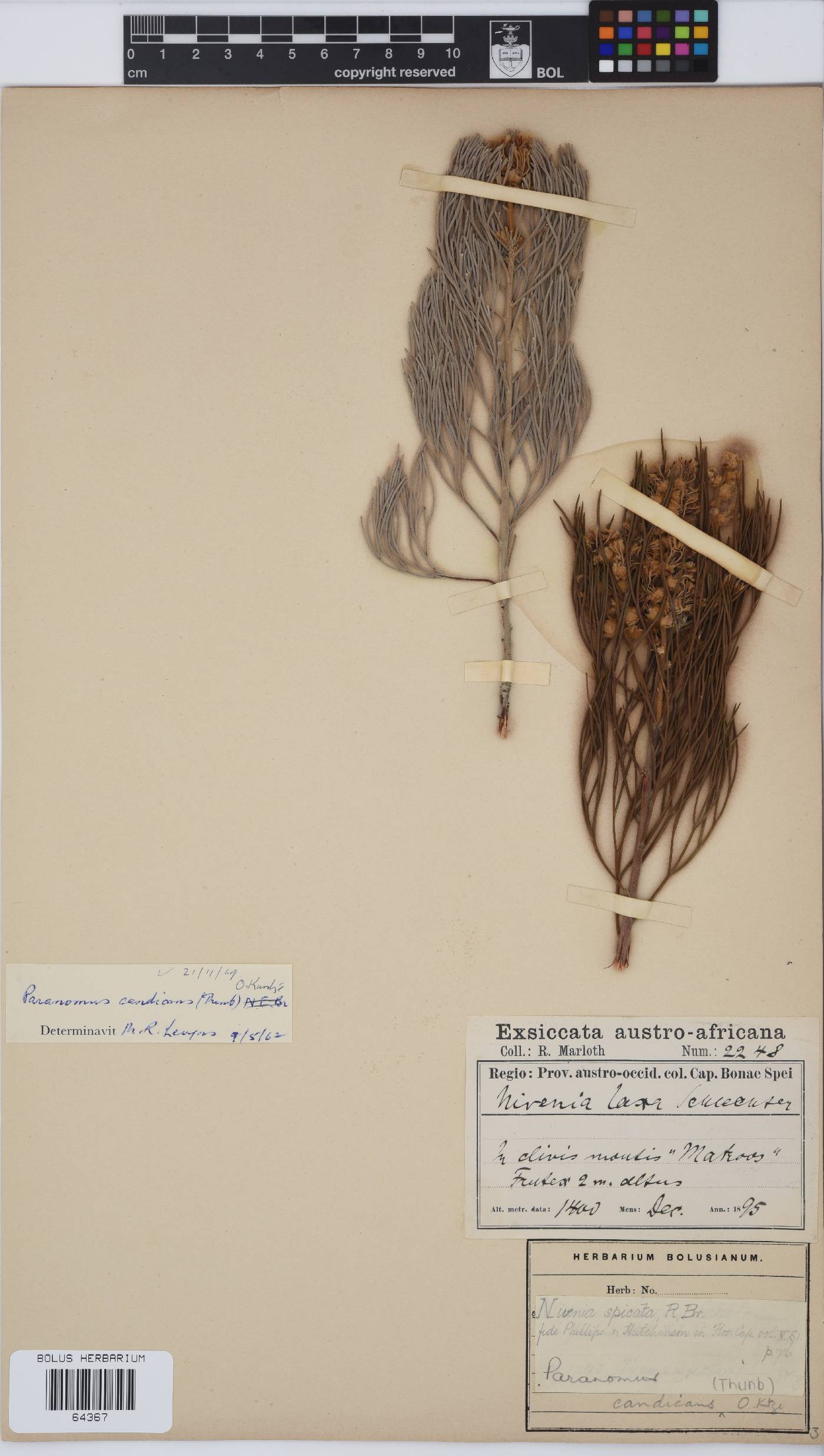 Paranomus candicans image