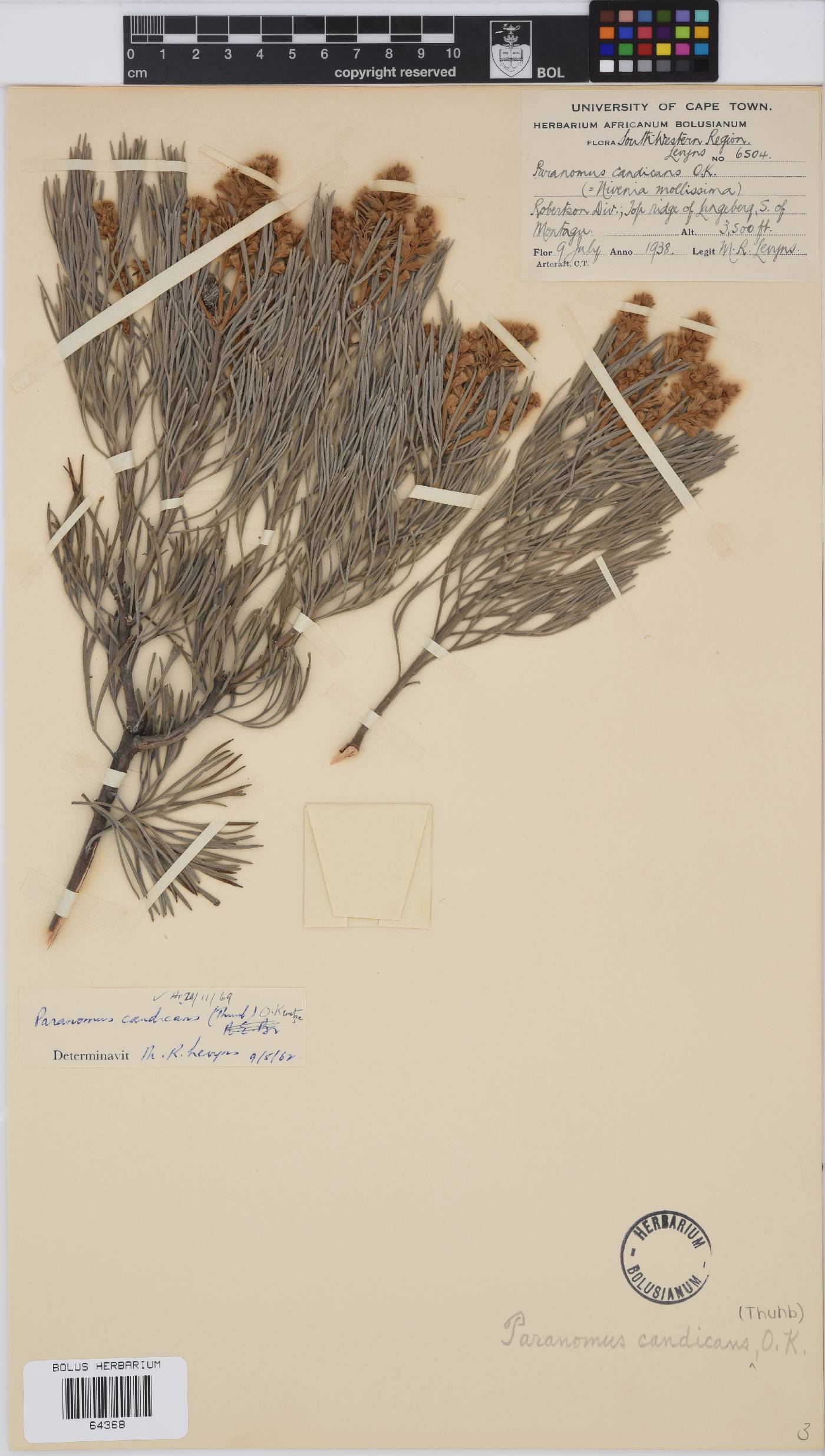 Paranomus candicans image