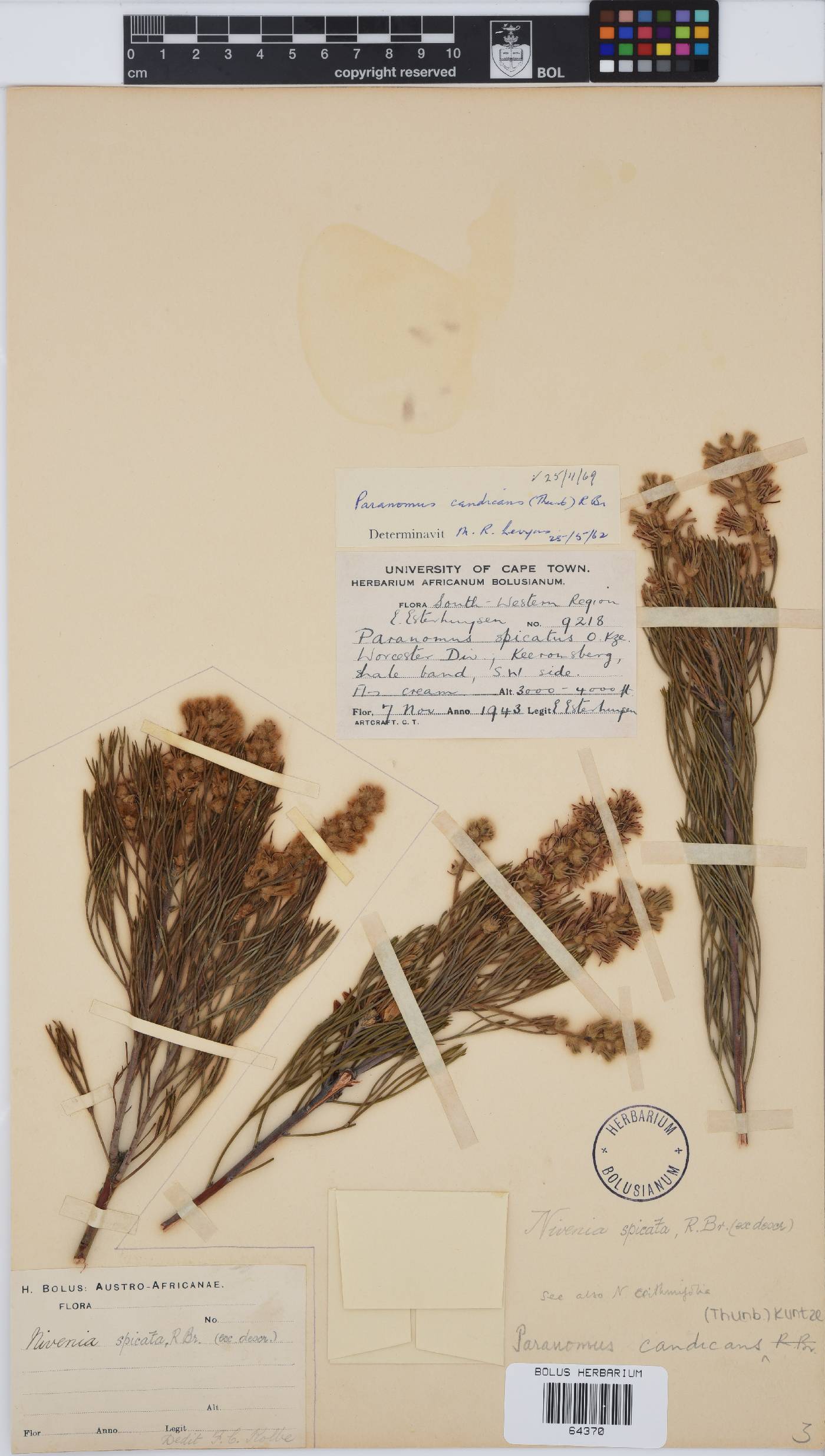 Paranomus image