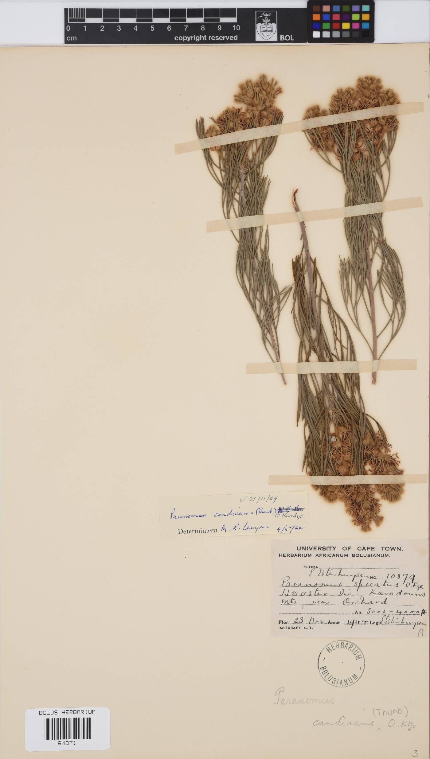 Paranomus candicans image