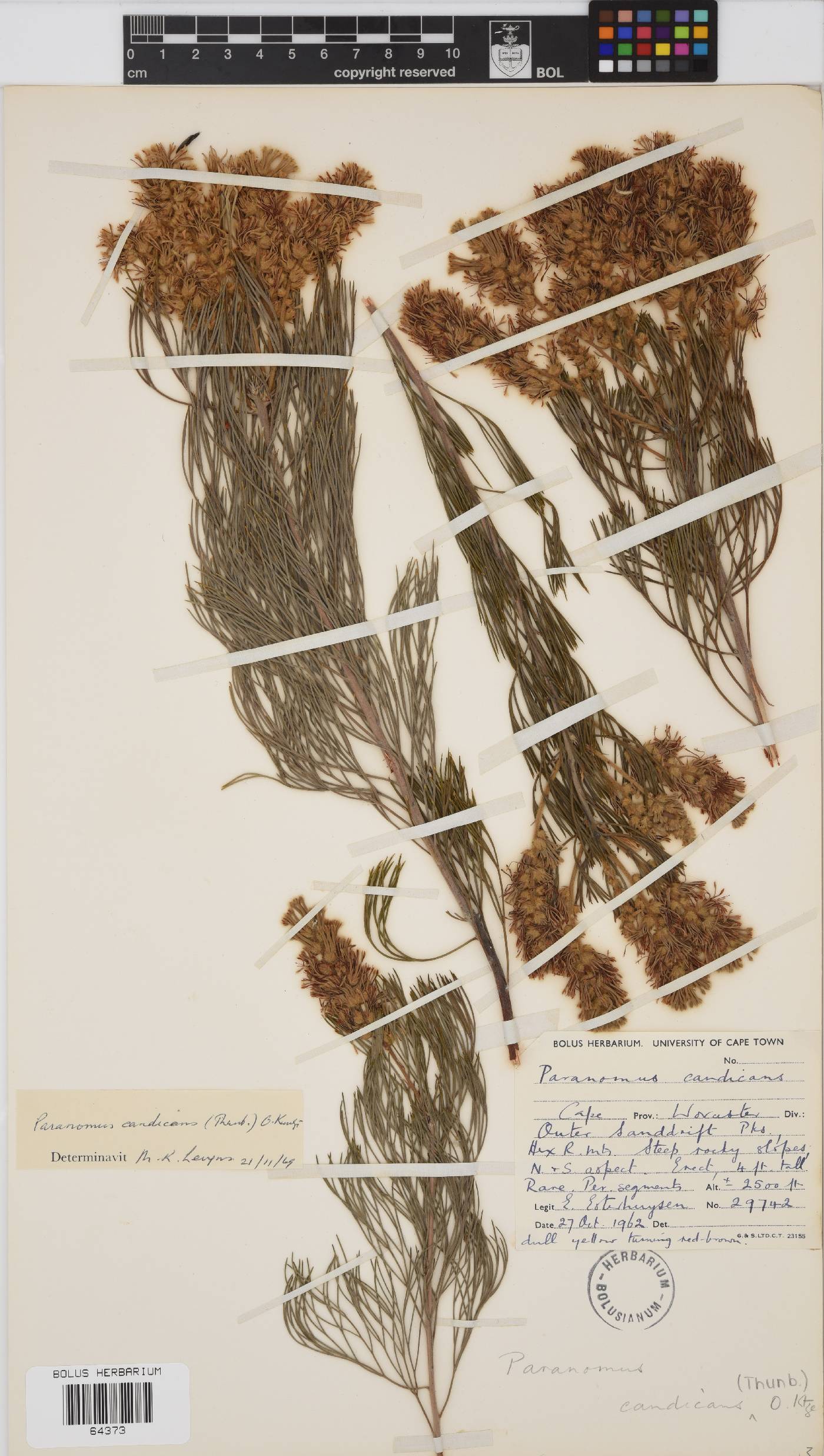 Paranomus candicans image