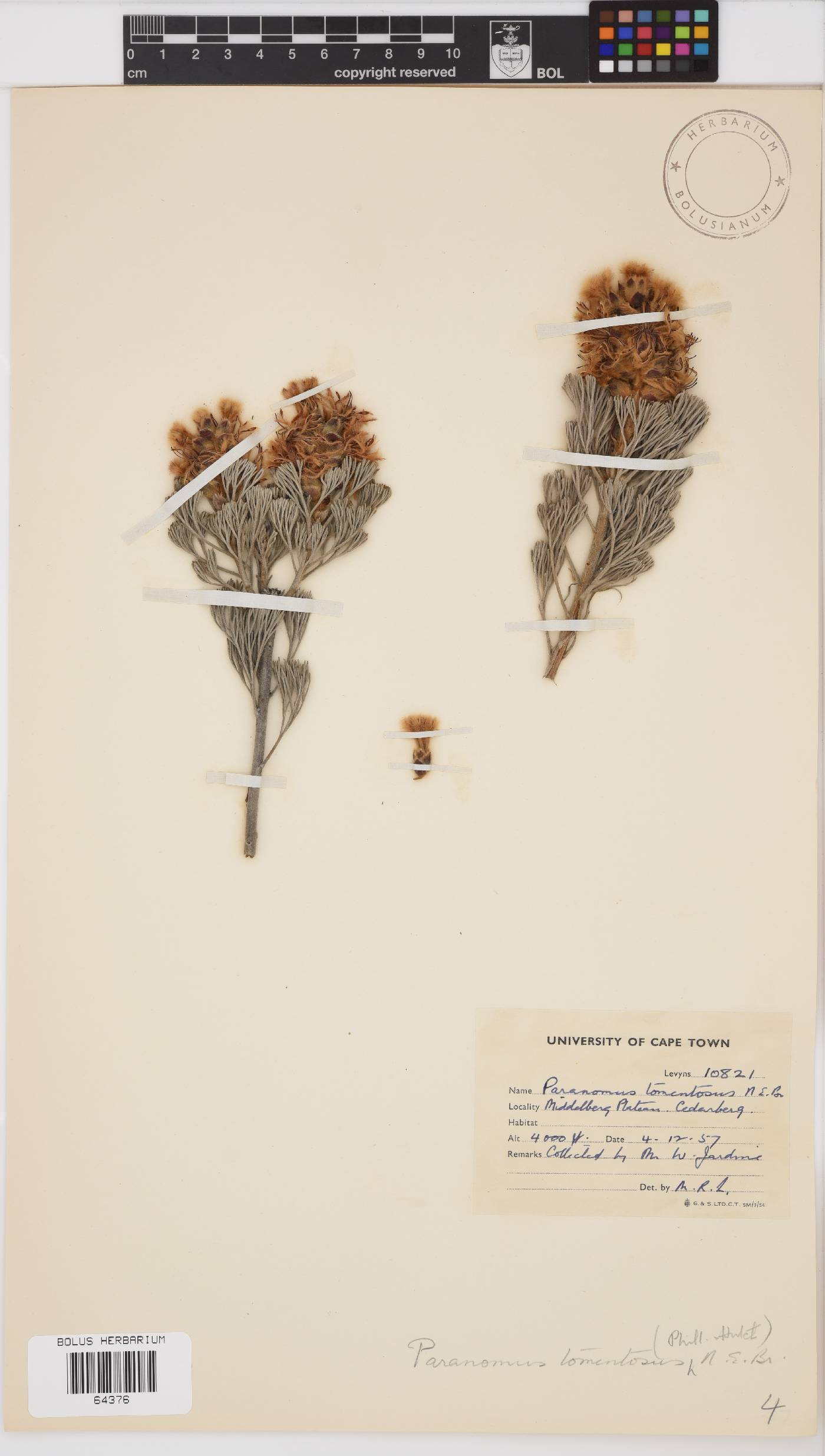 Paranomus tomentosus image