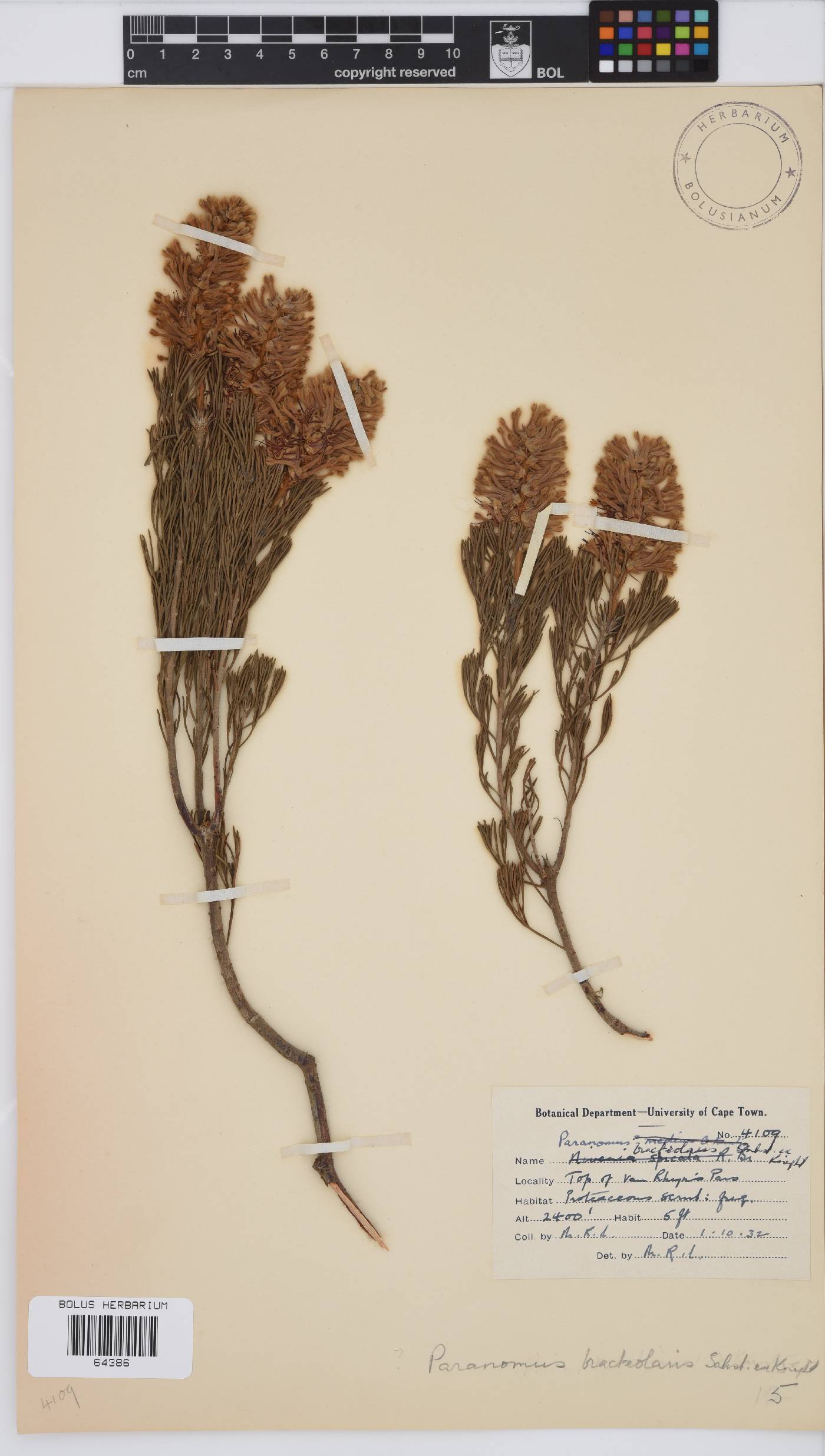 Paranomus bracteolaris image