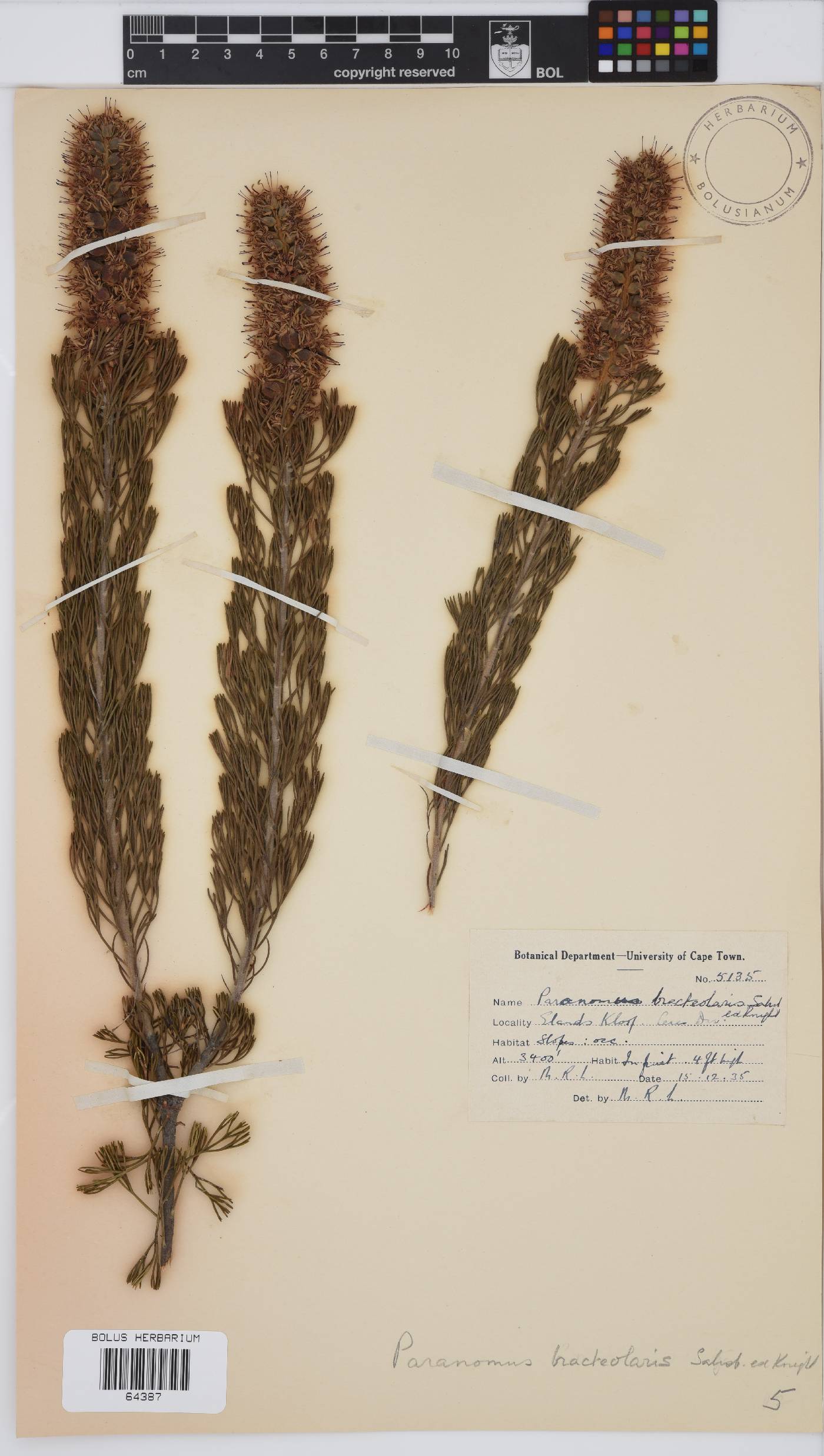 Paranomus bracteolaris image
