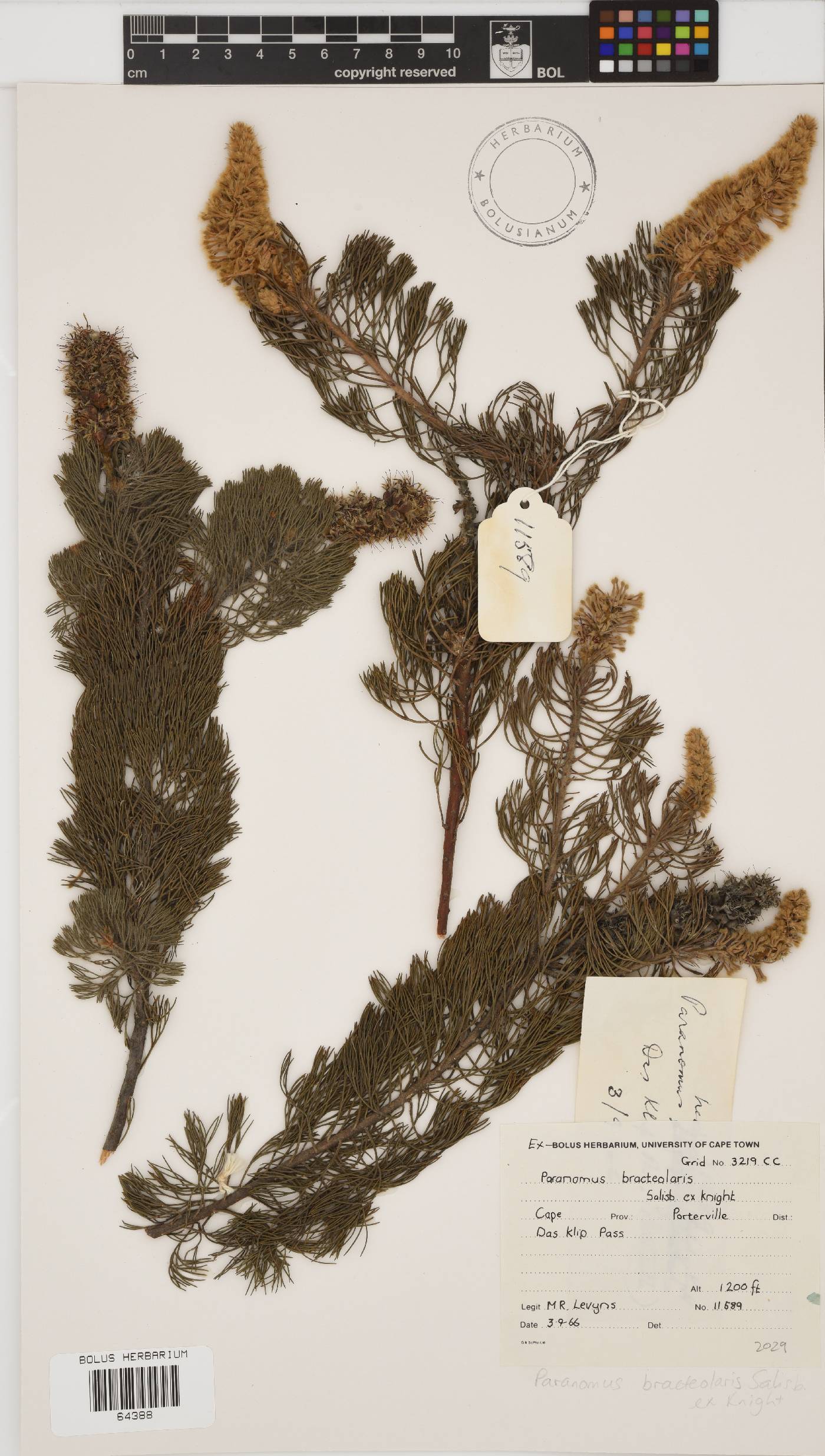 Paranomus image