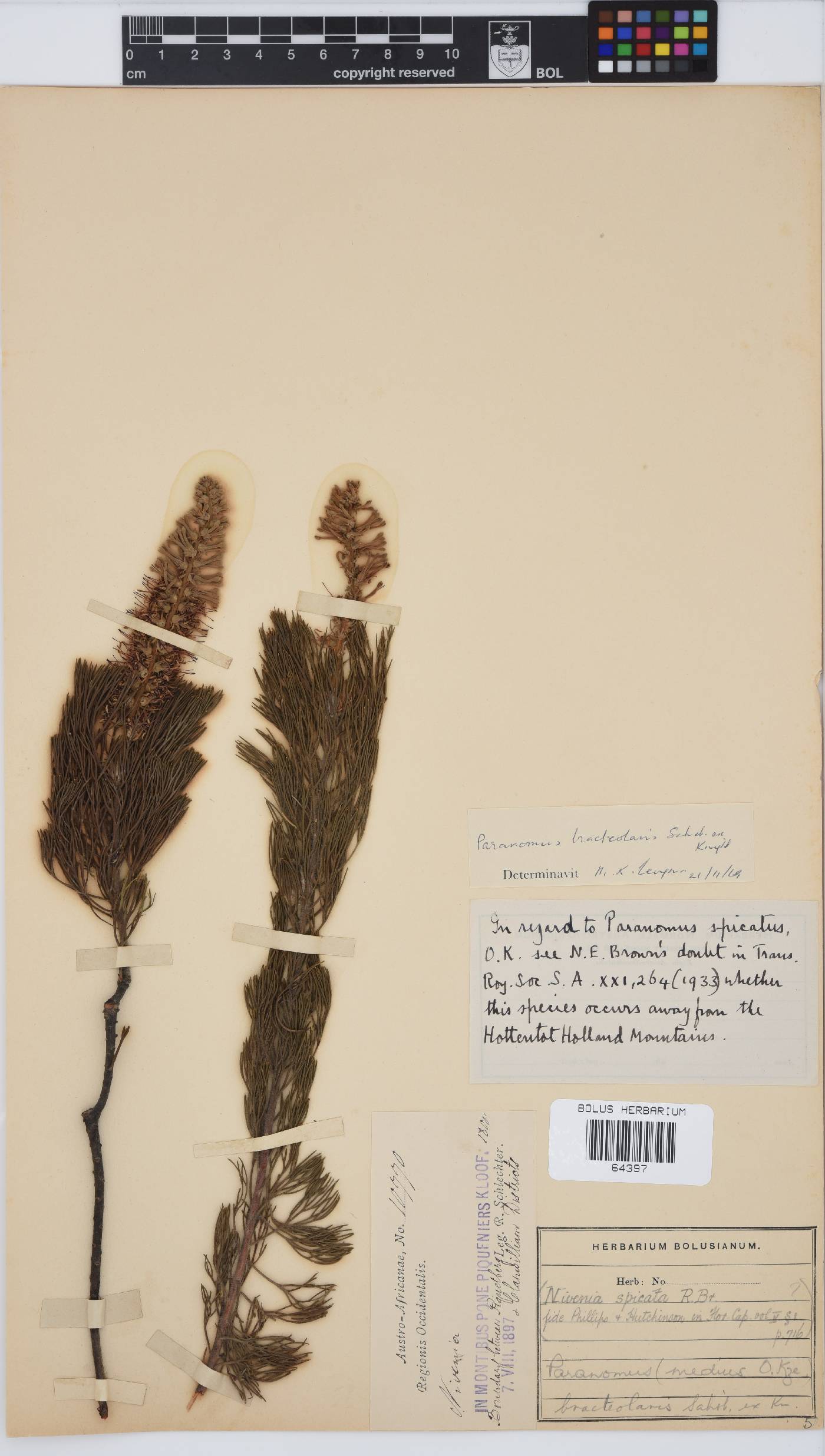 Paranomus bracteolaris image