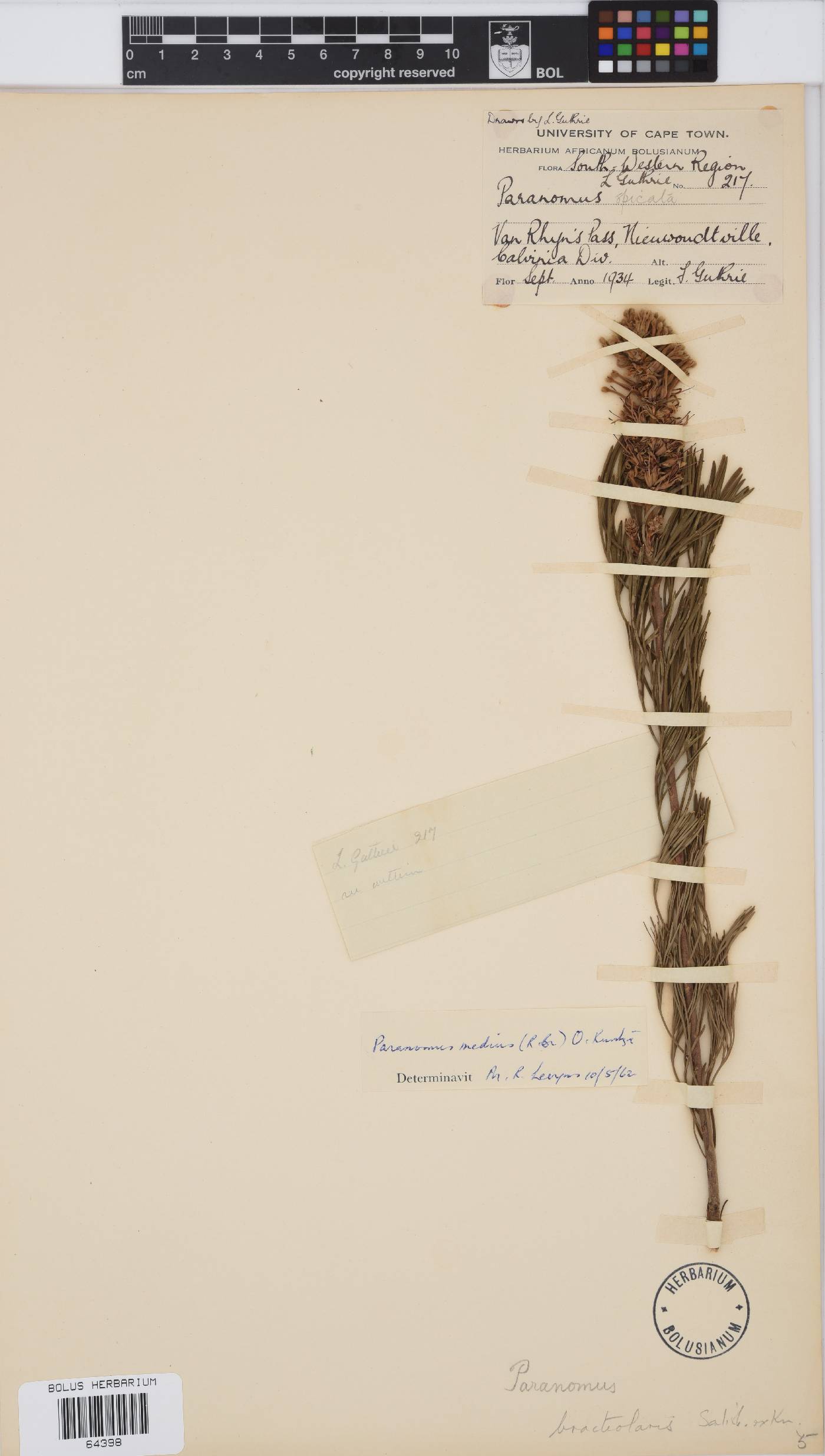 Paranomus image