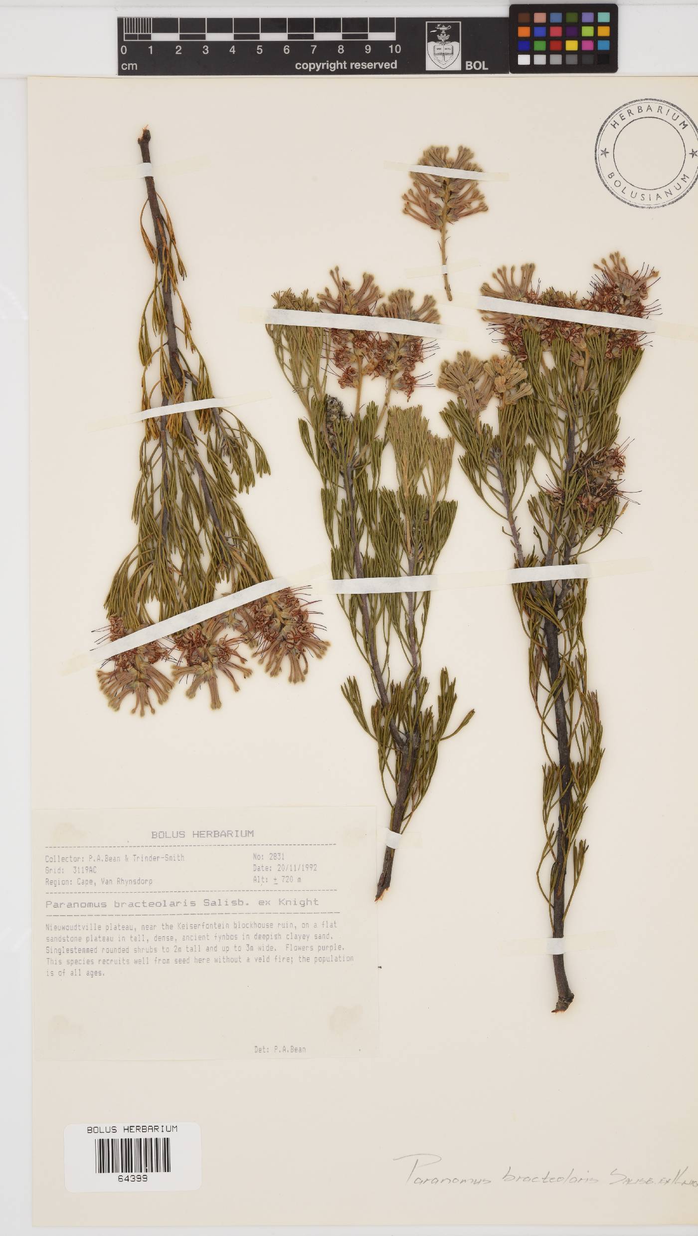 Paranomus bracteolaris image