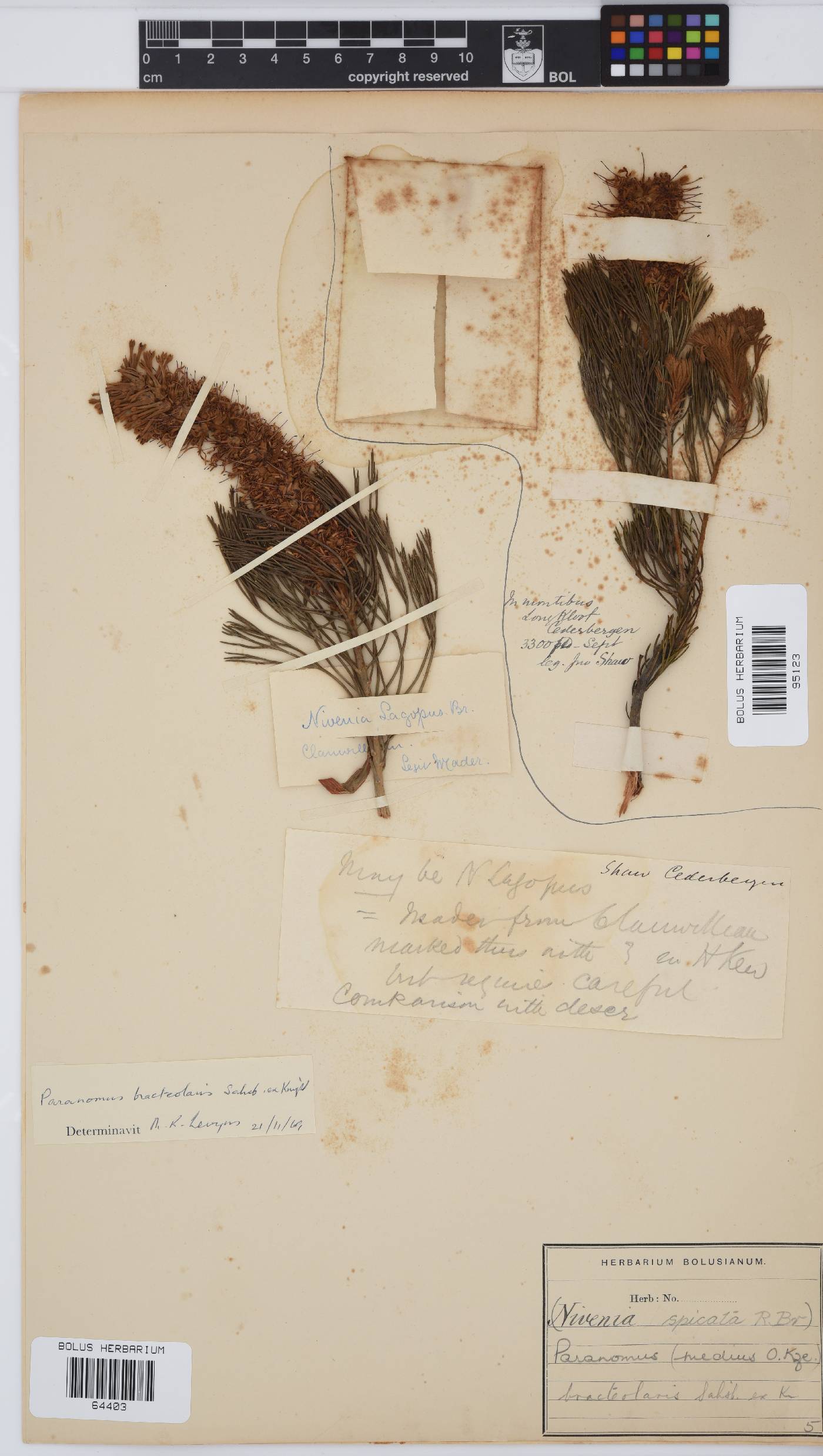 Paranomus bracteolaris image