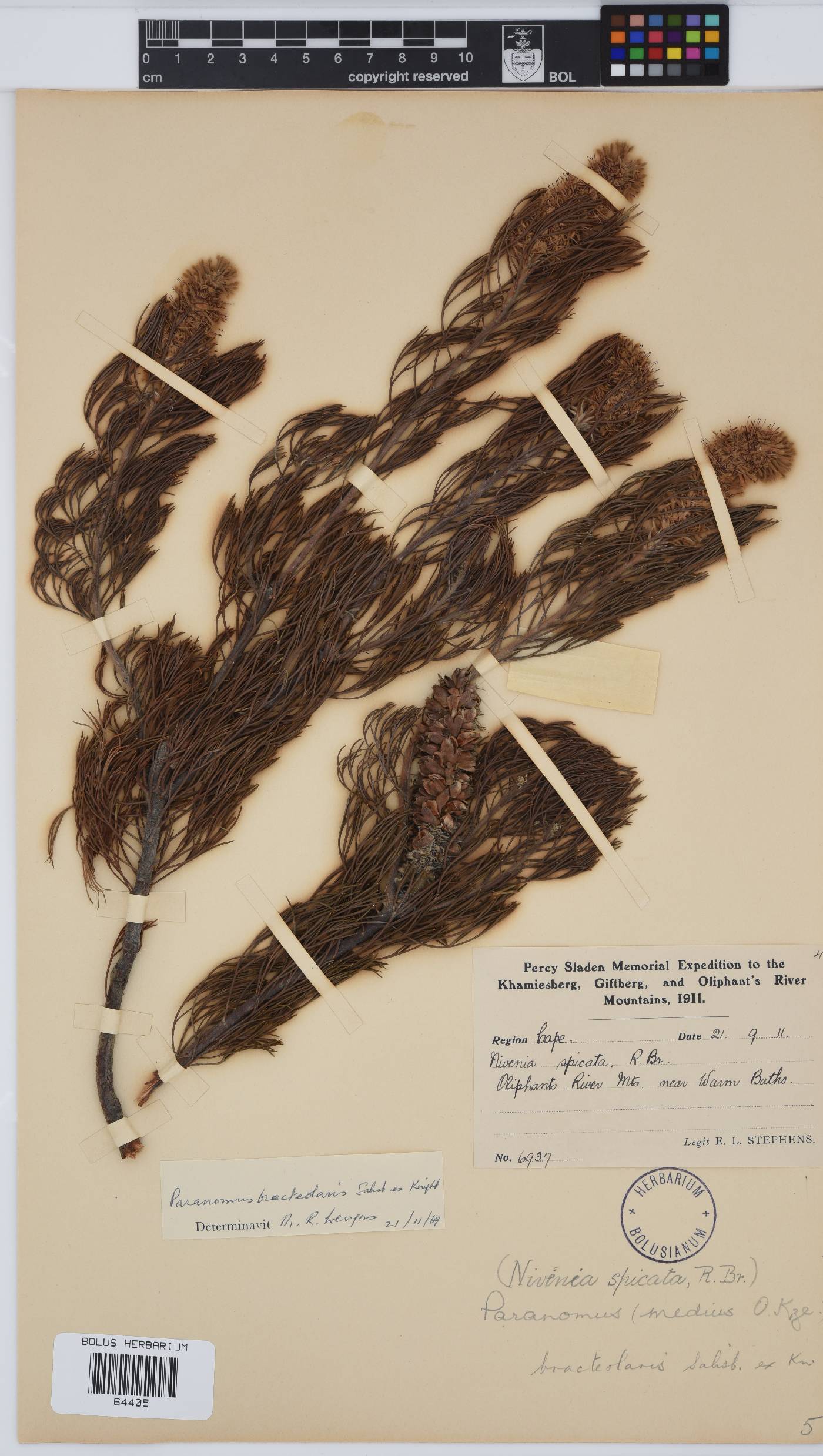 Paranomus bracteolaris image