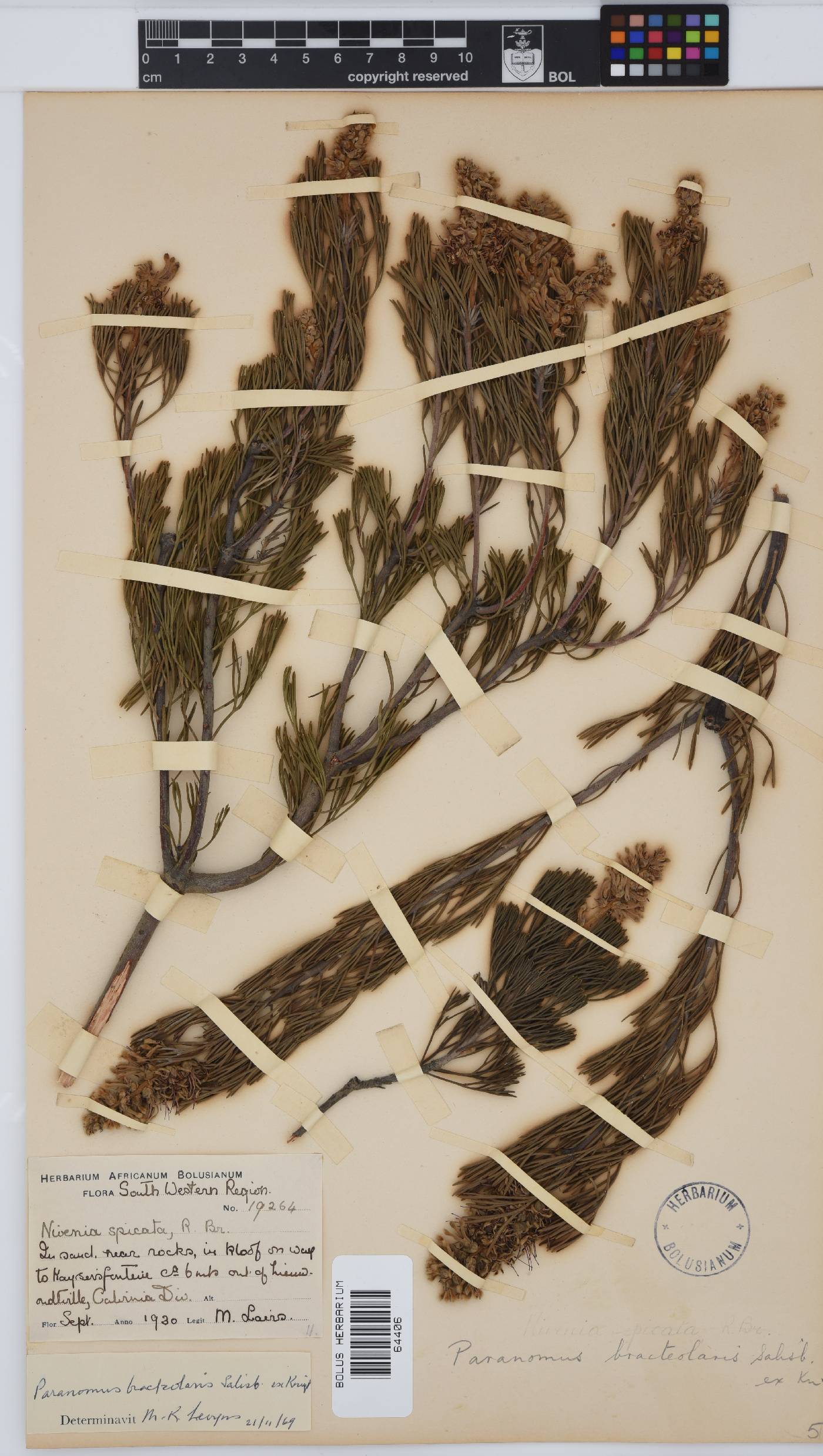 Paranomus bracteolaris image