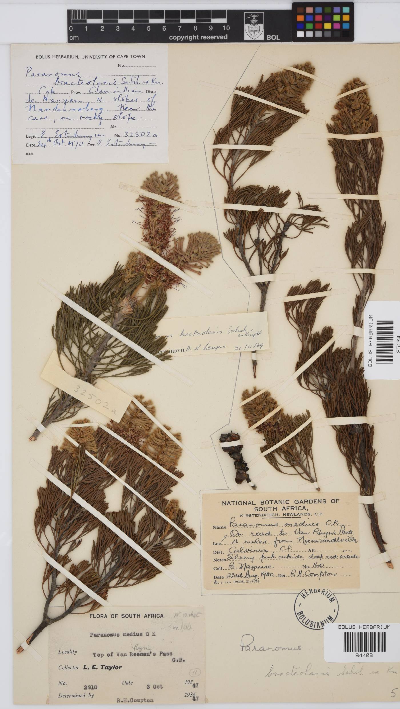 Paranomus bracteolaris image