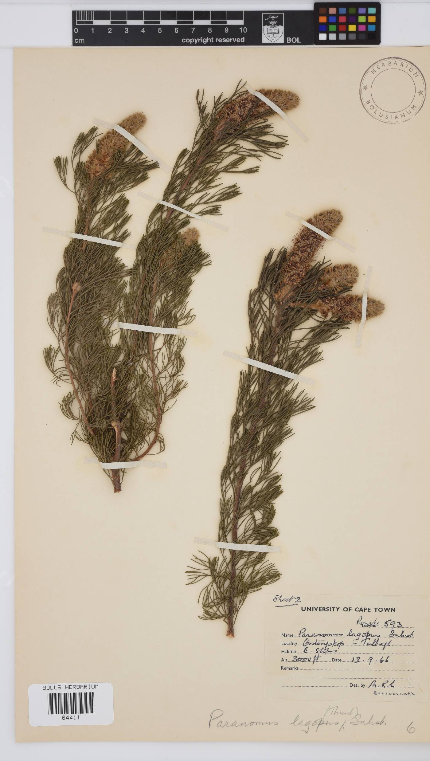 Paranomus lagopus image