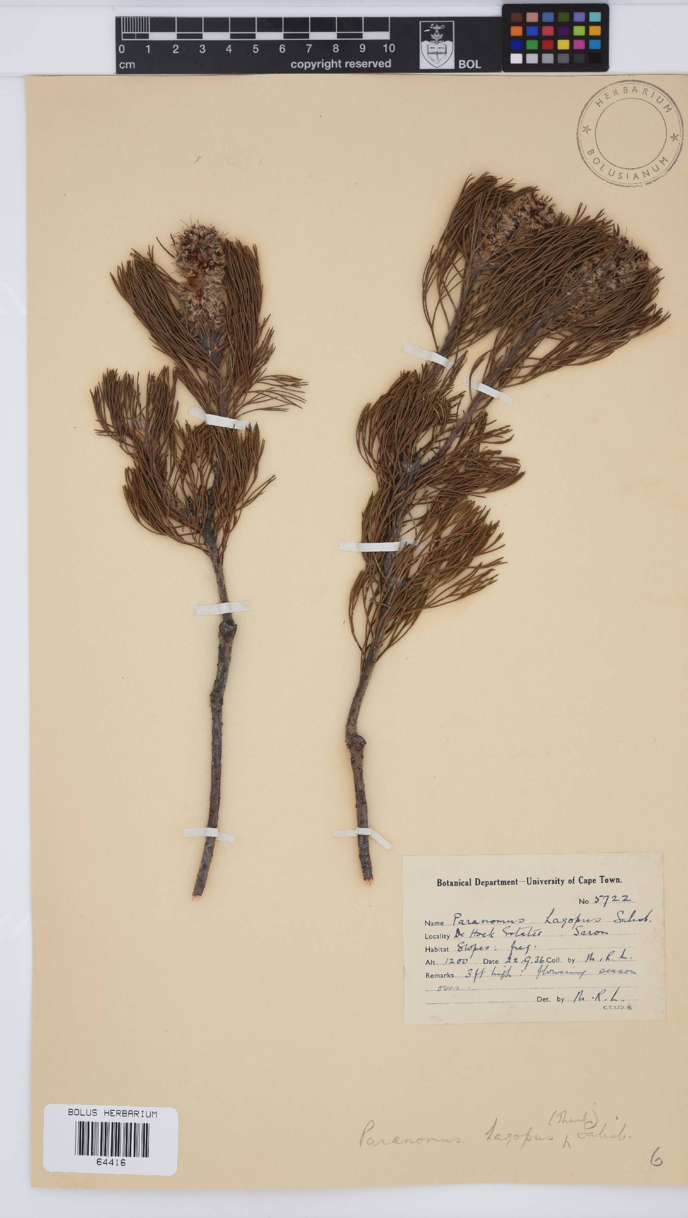 Paranomus lagopus image