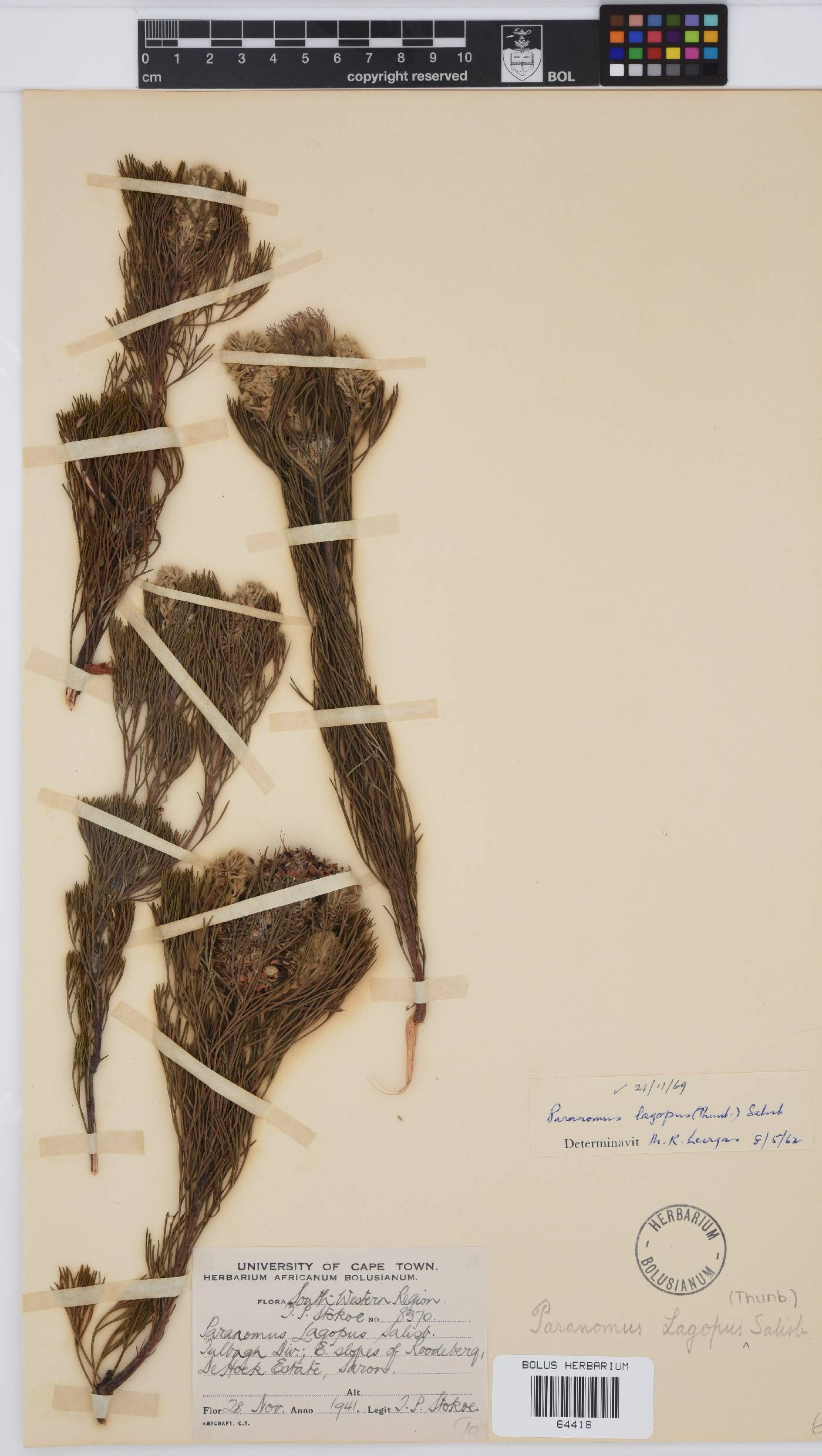 Paranomus lagopus image