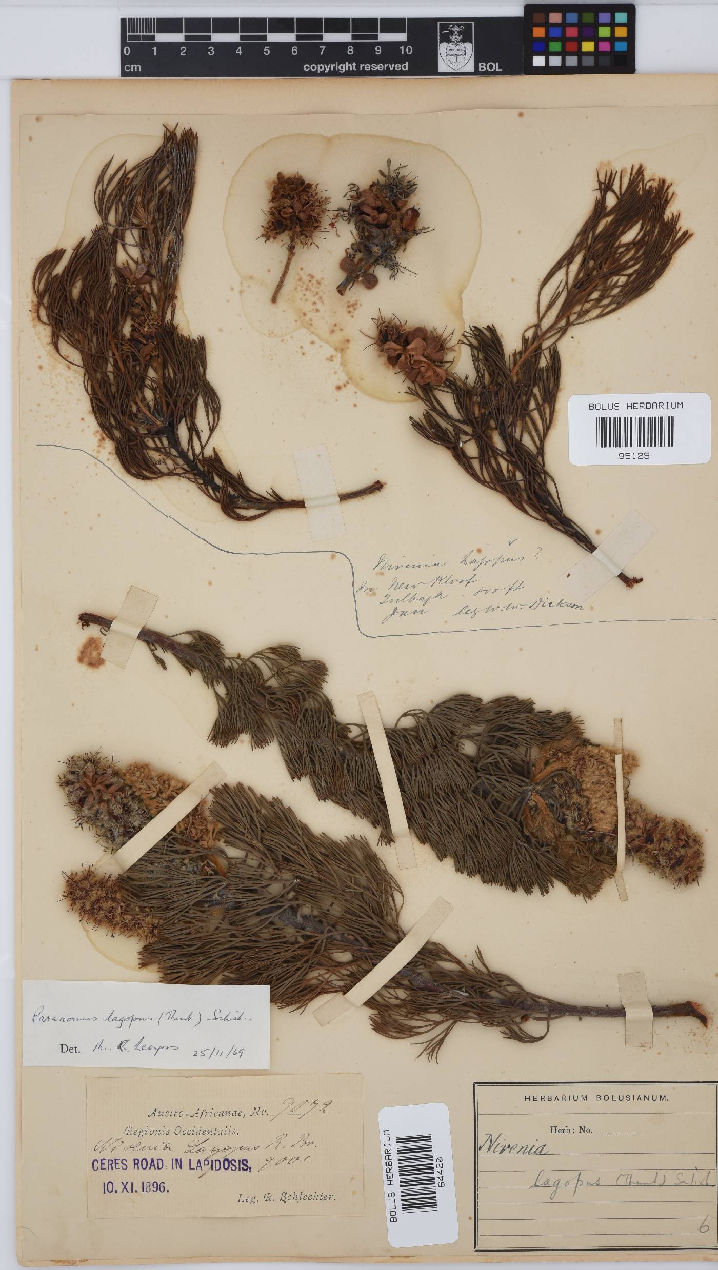 Paranomus lagopus image