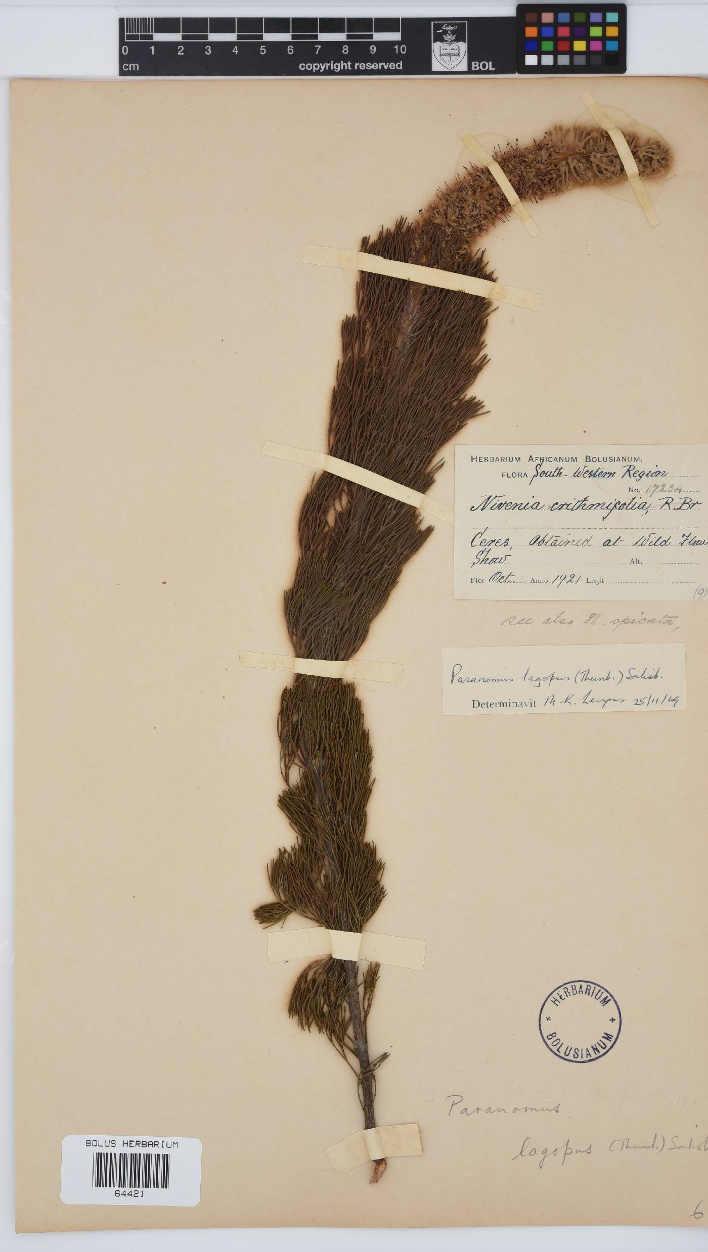 Paranomus lagopus image