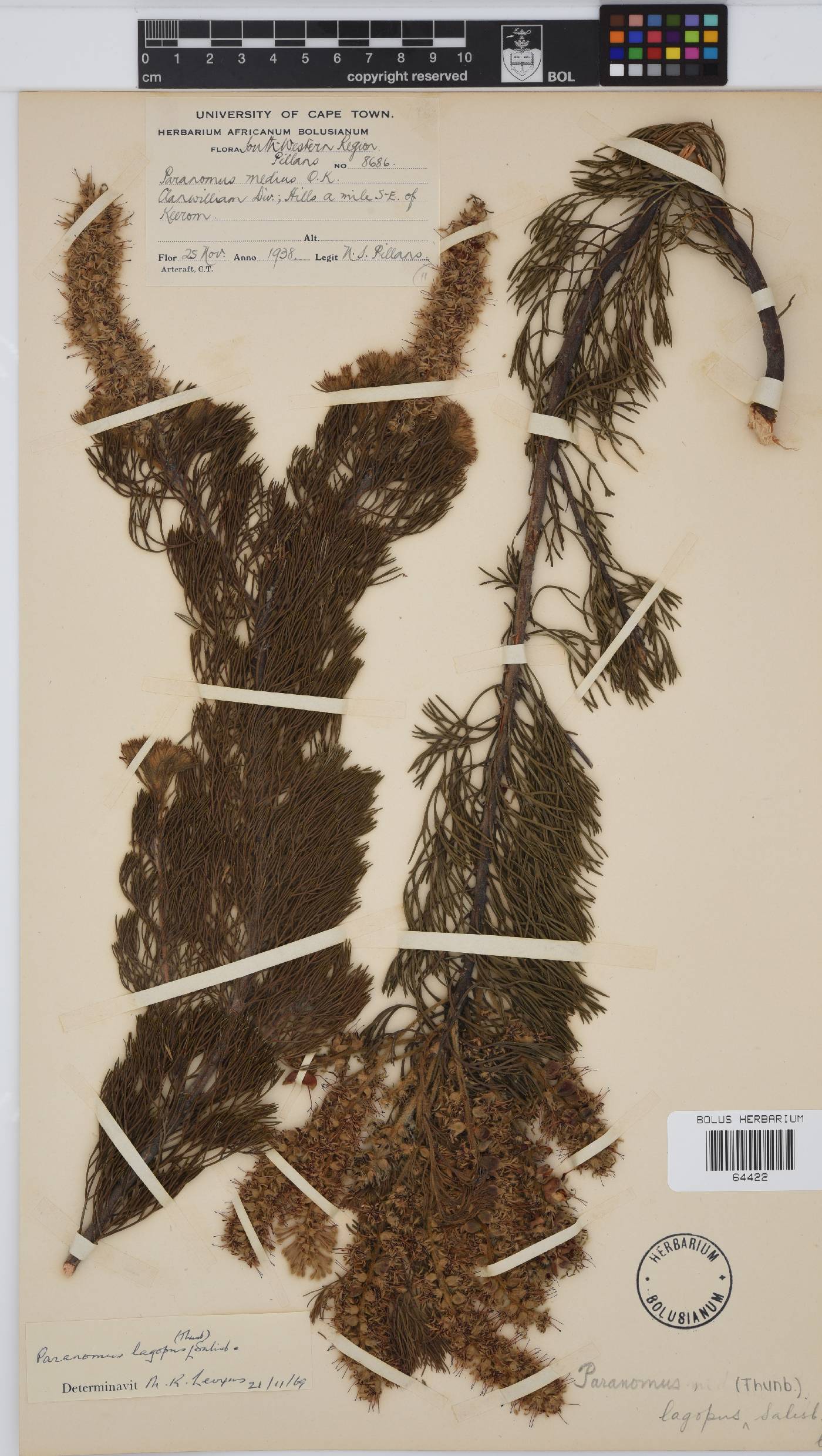 Paranomus lagopus image