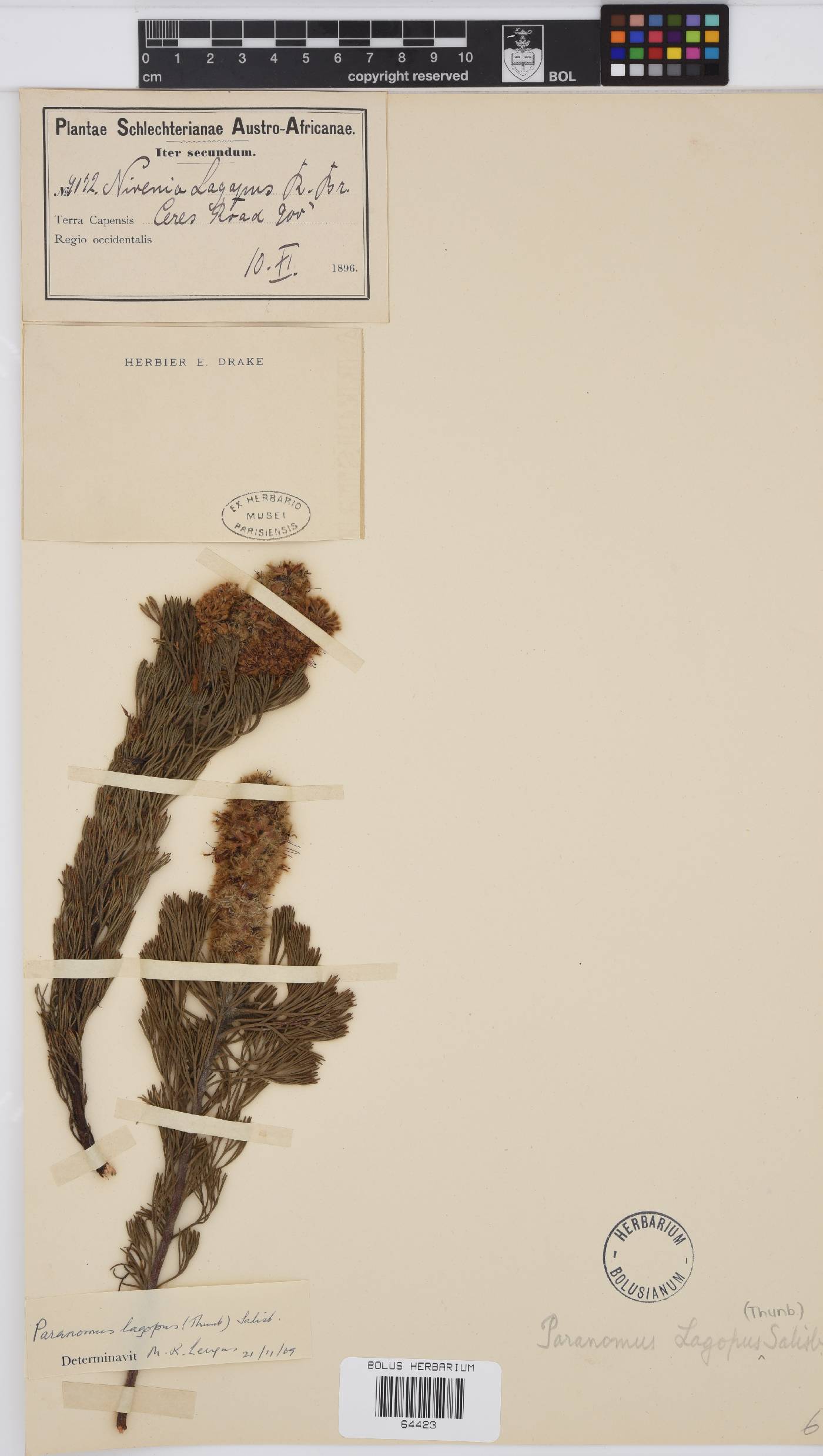 Paranomus lagopus image