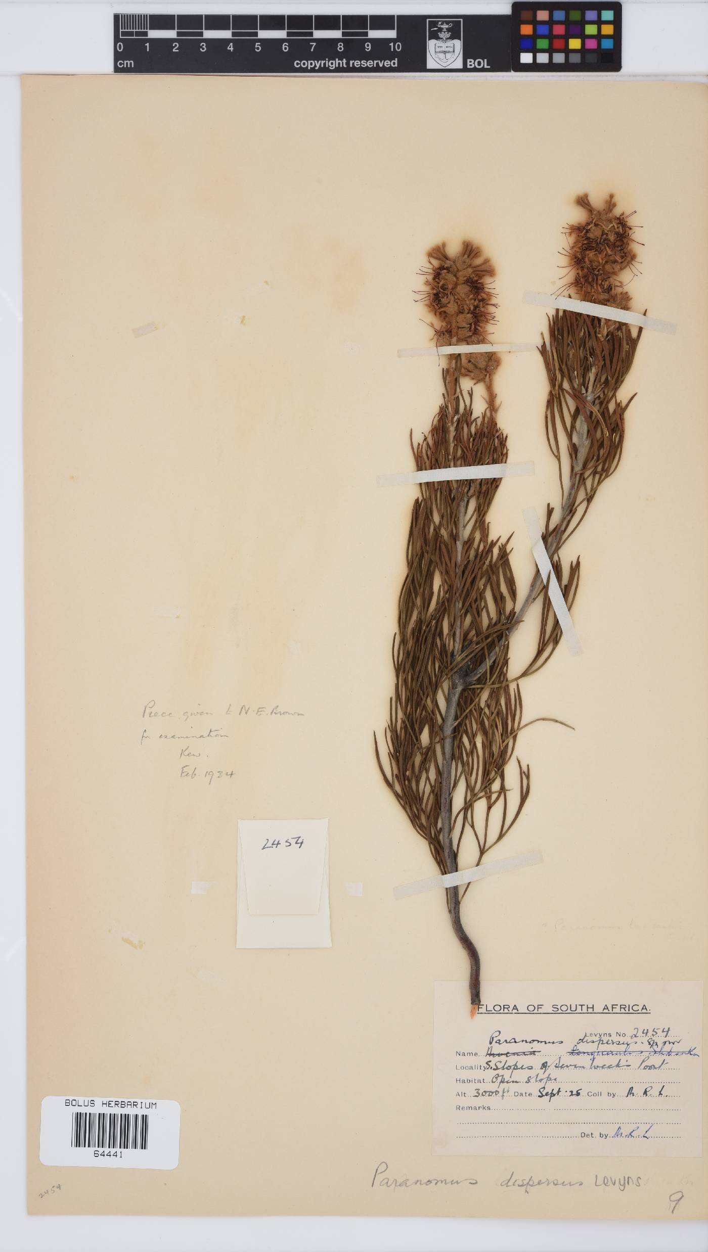 Paranomus dispersus image