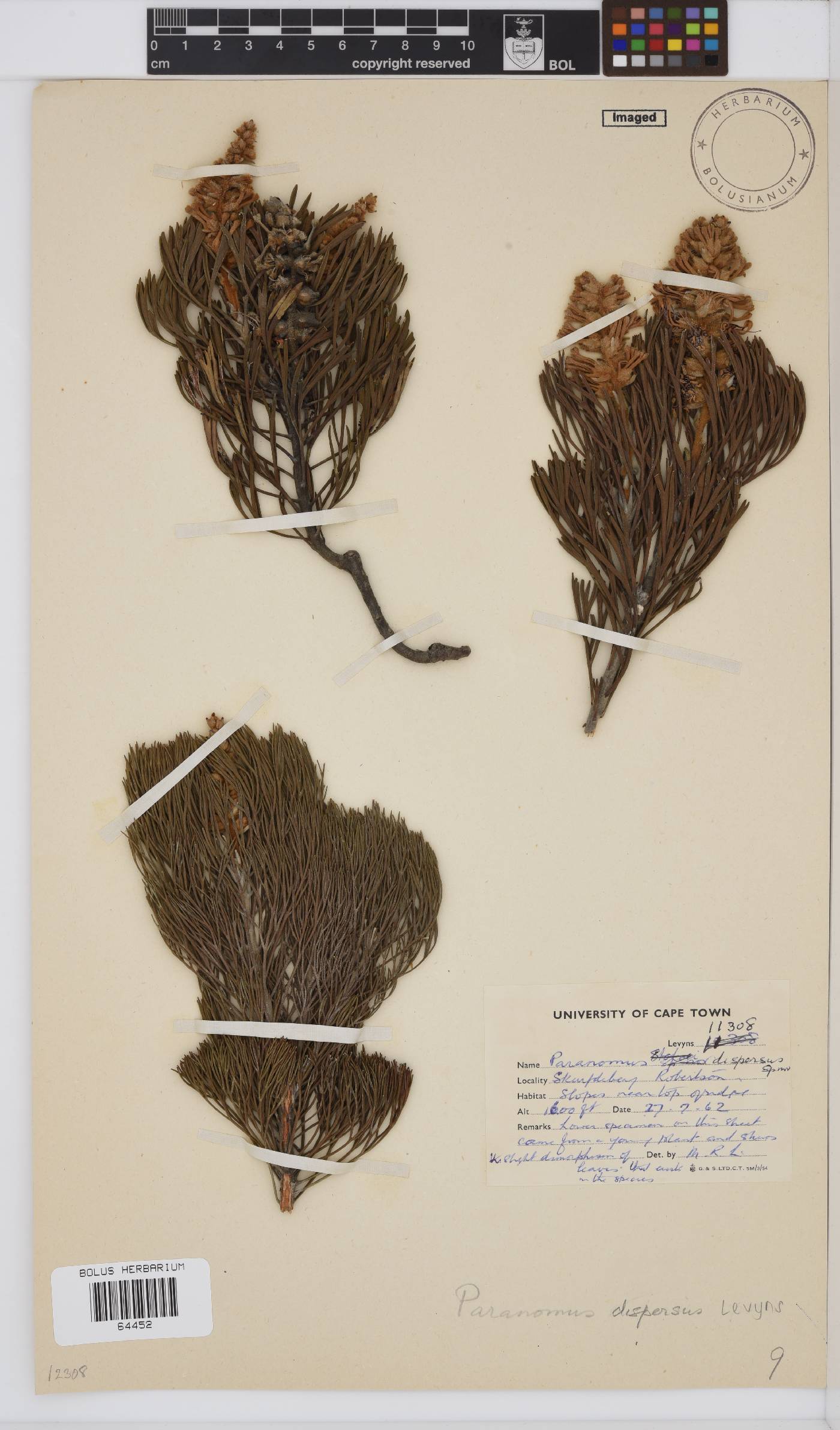 Paranomus dispersus image