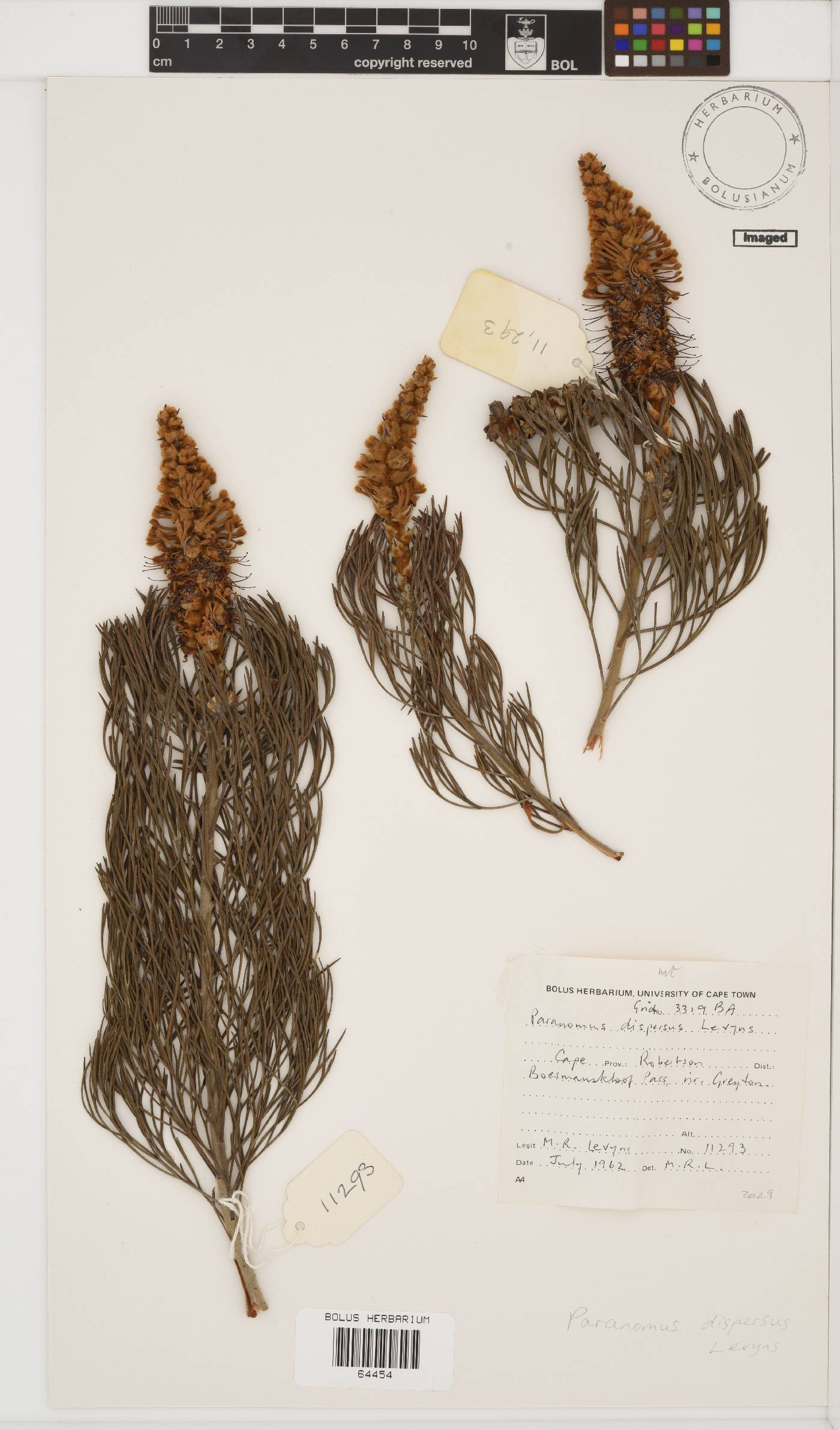 Paranomus dispersus image