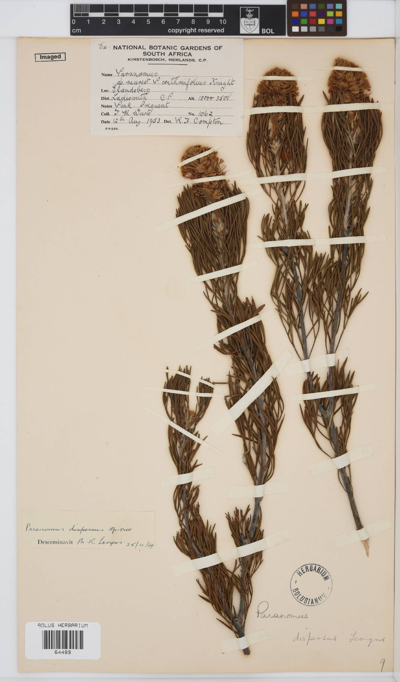 Paranomus dispersus image