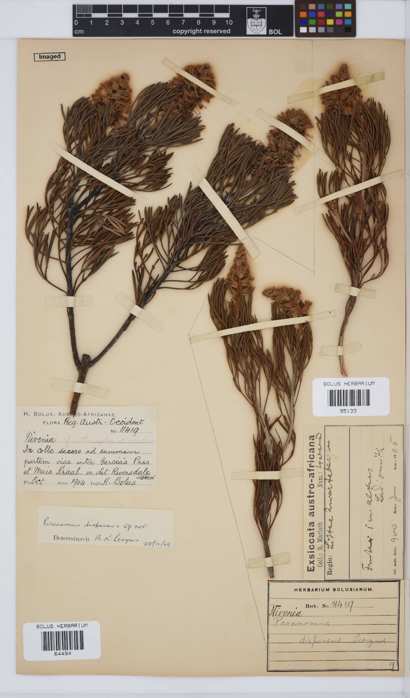Paranomus dispersus image