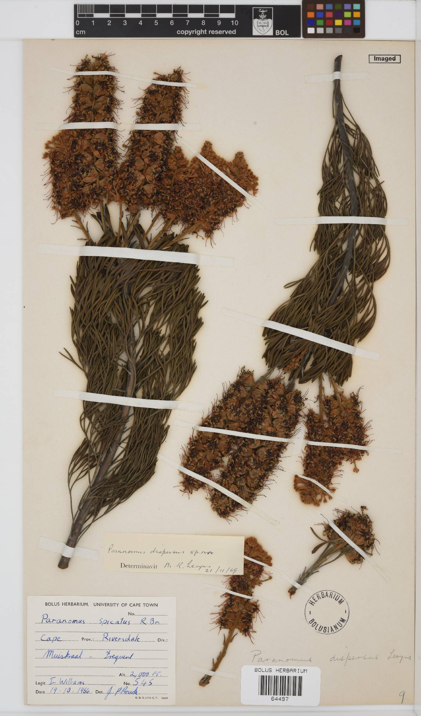 Paranomus dispersus image