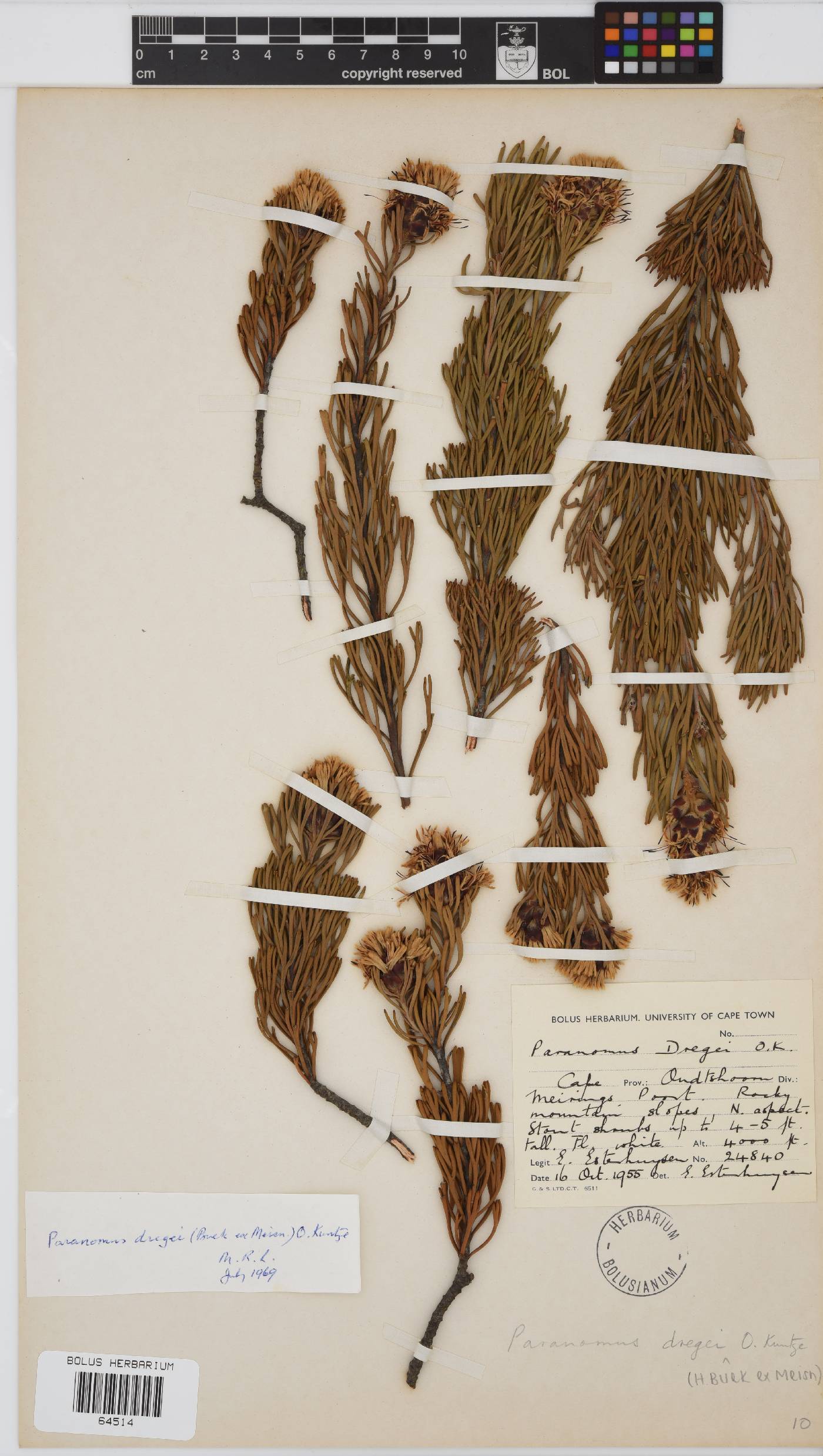 Paranomus dregei image