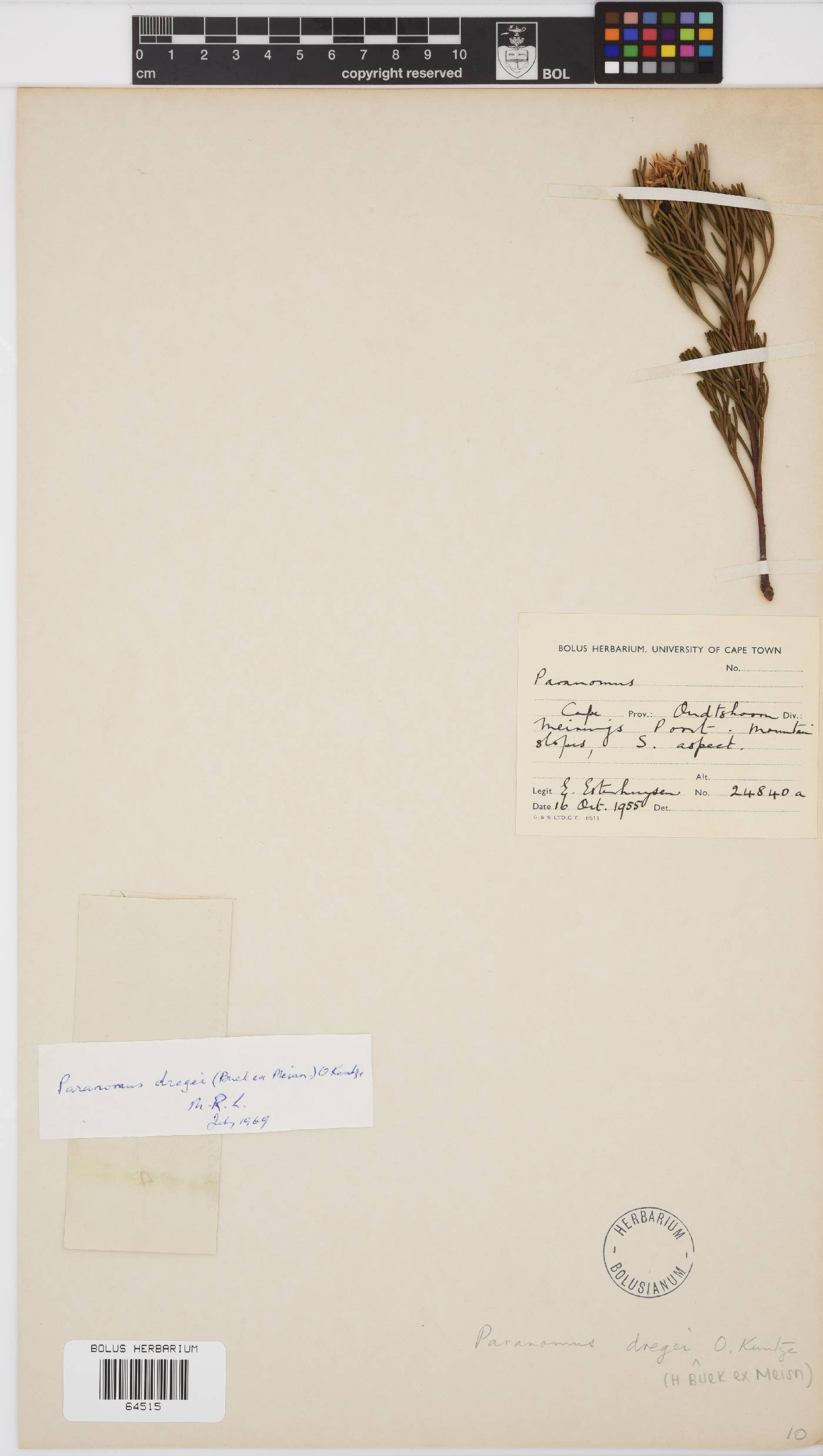 Paranomus dregei image