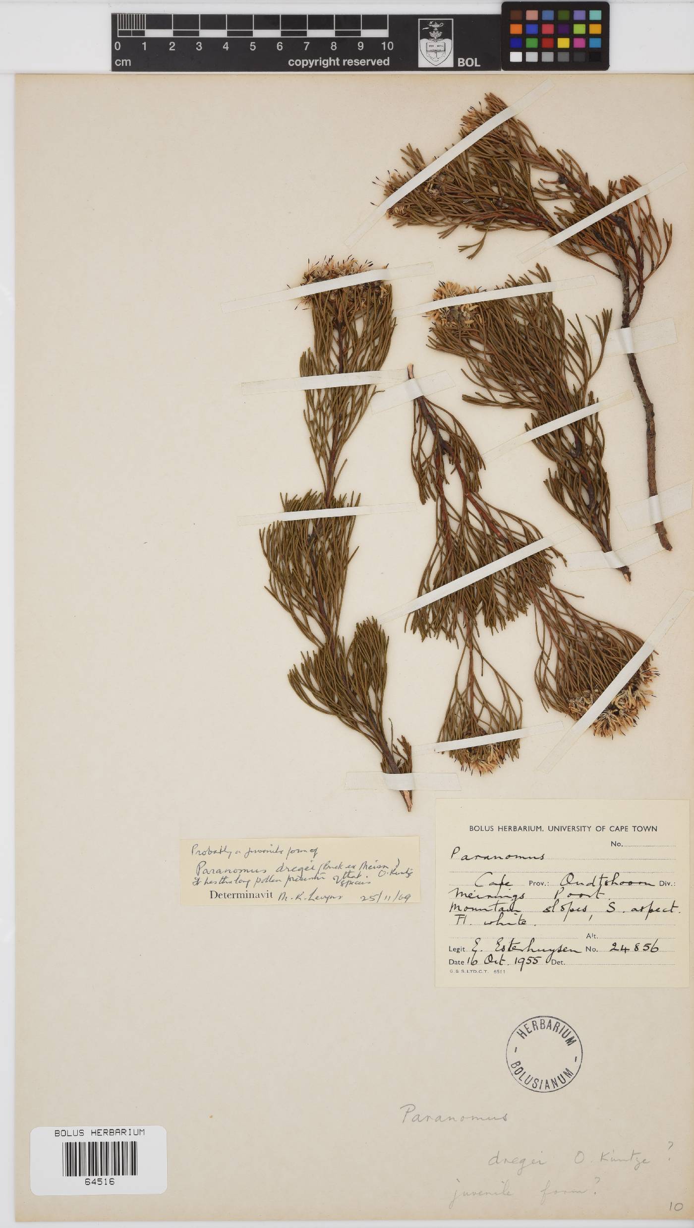 Paranomus dregei image