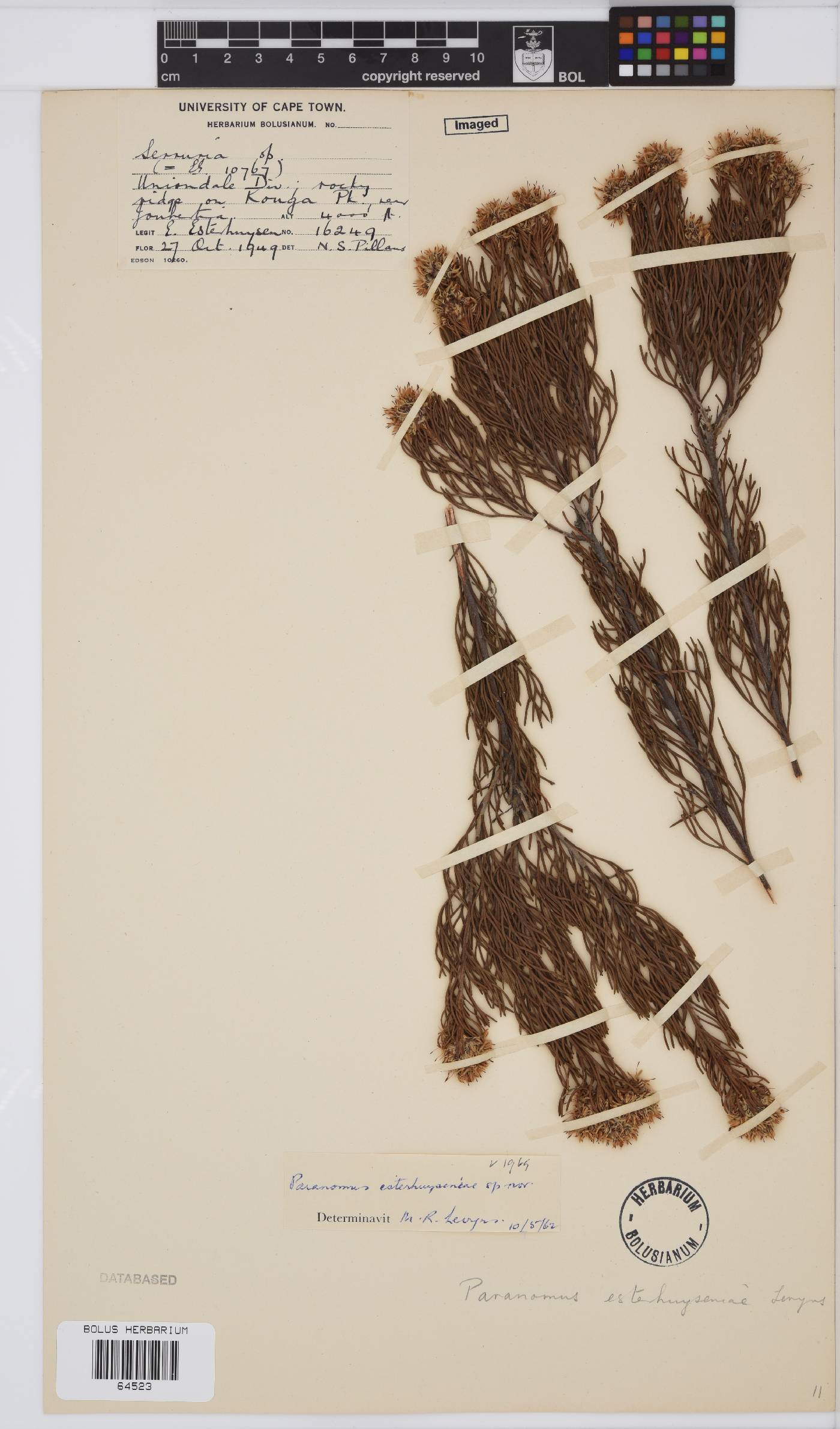 Paranomus image