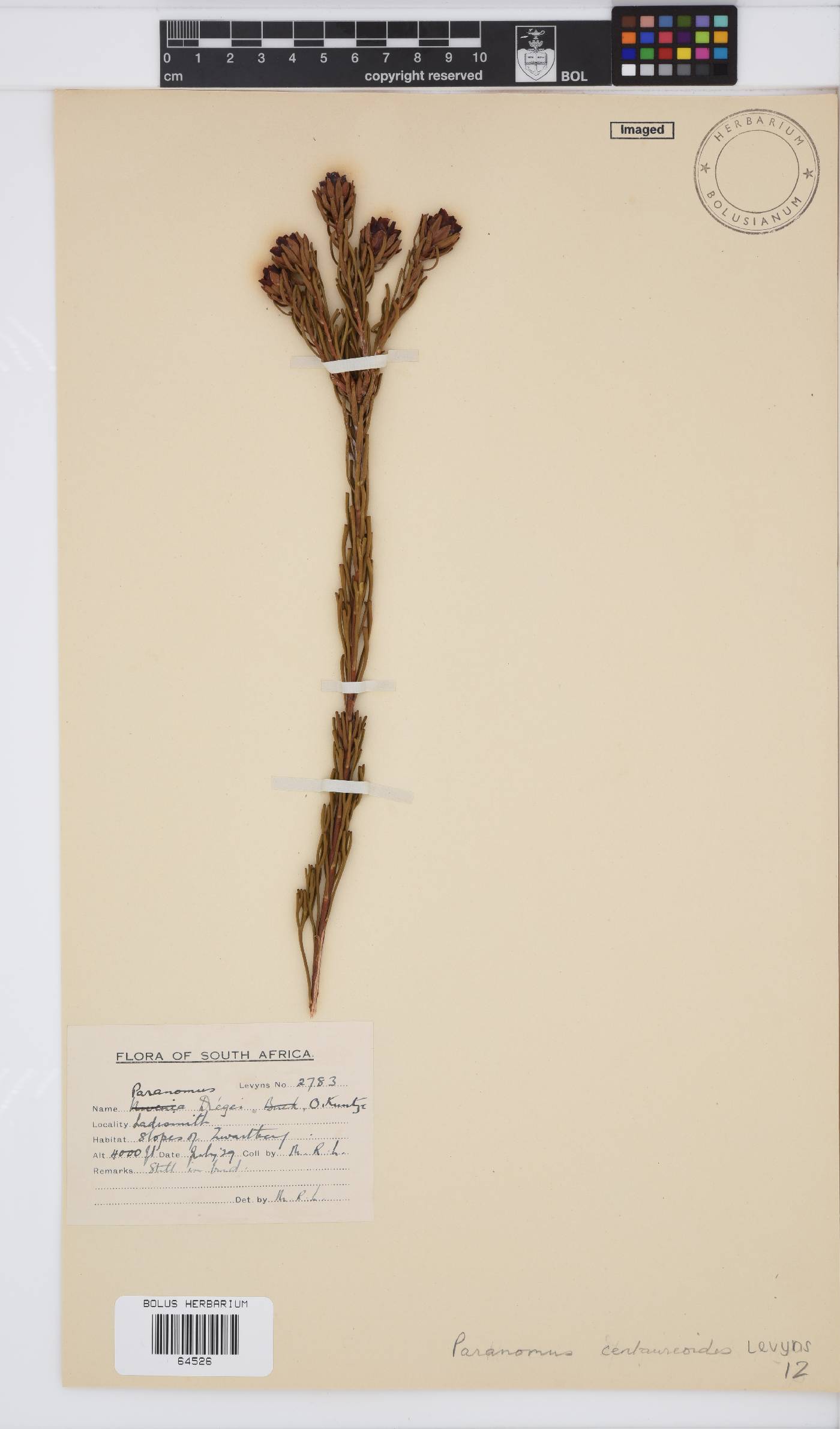 Paranomus centaureoides image