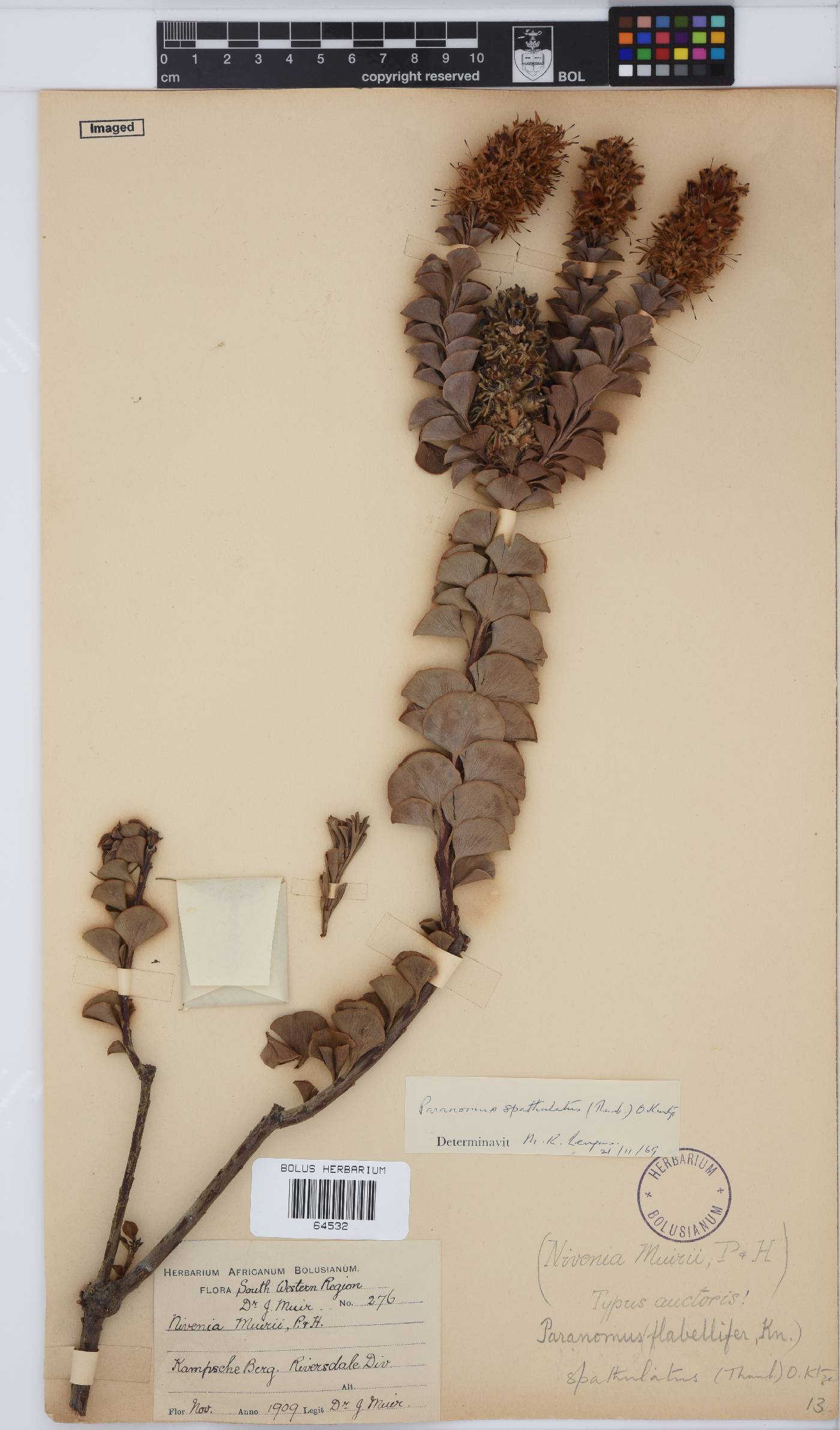 Paranomus spathulatus image