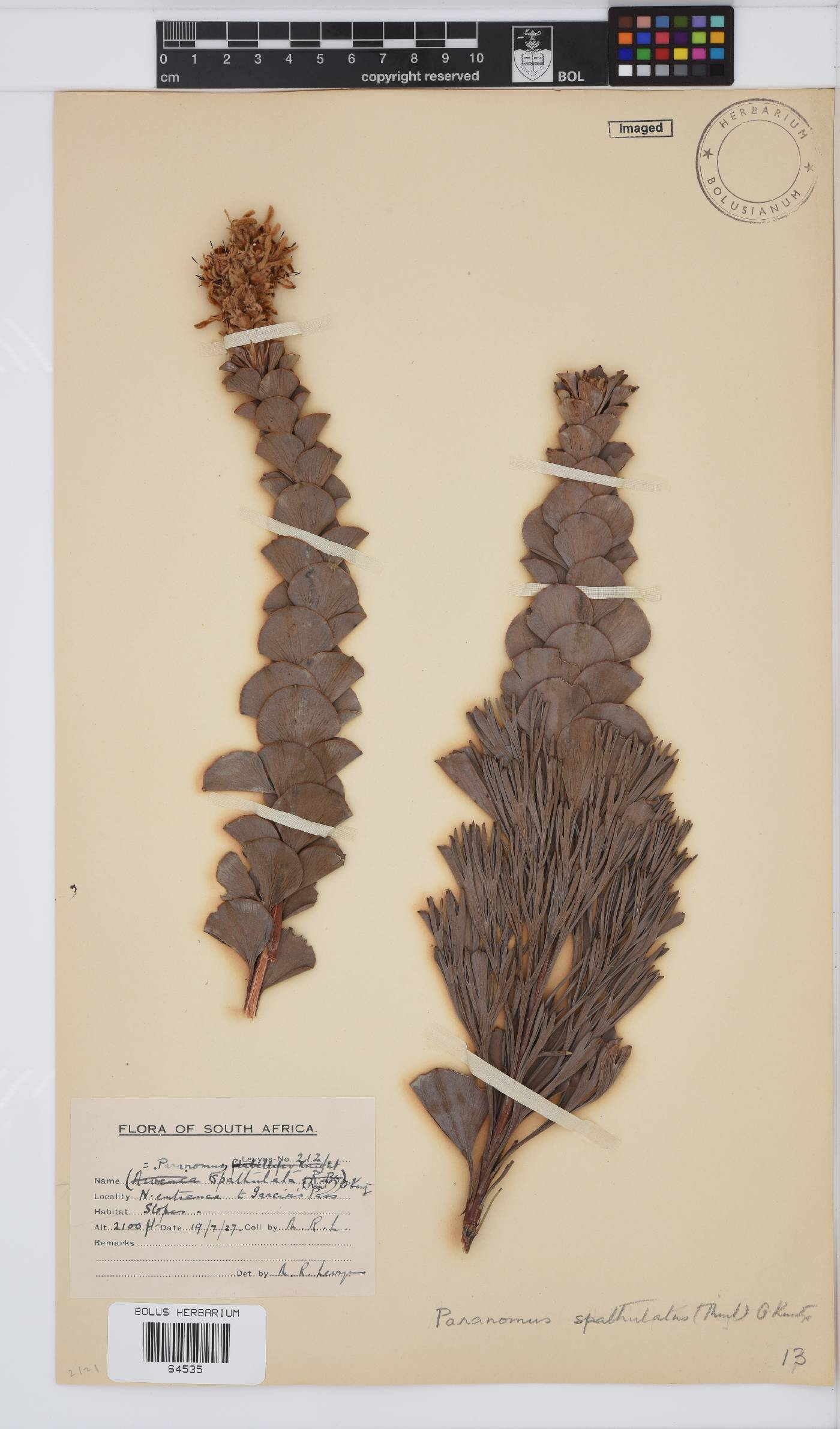 Paranomus spathulatus image