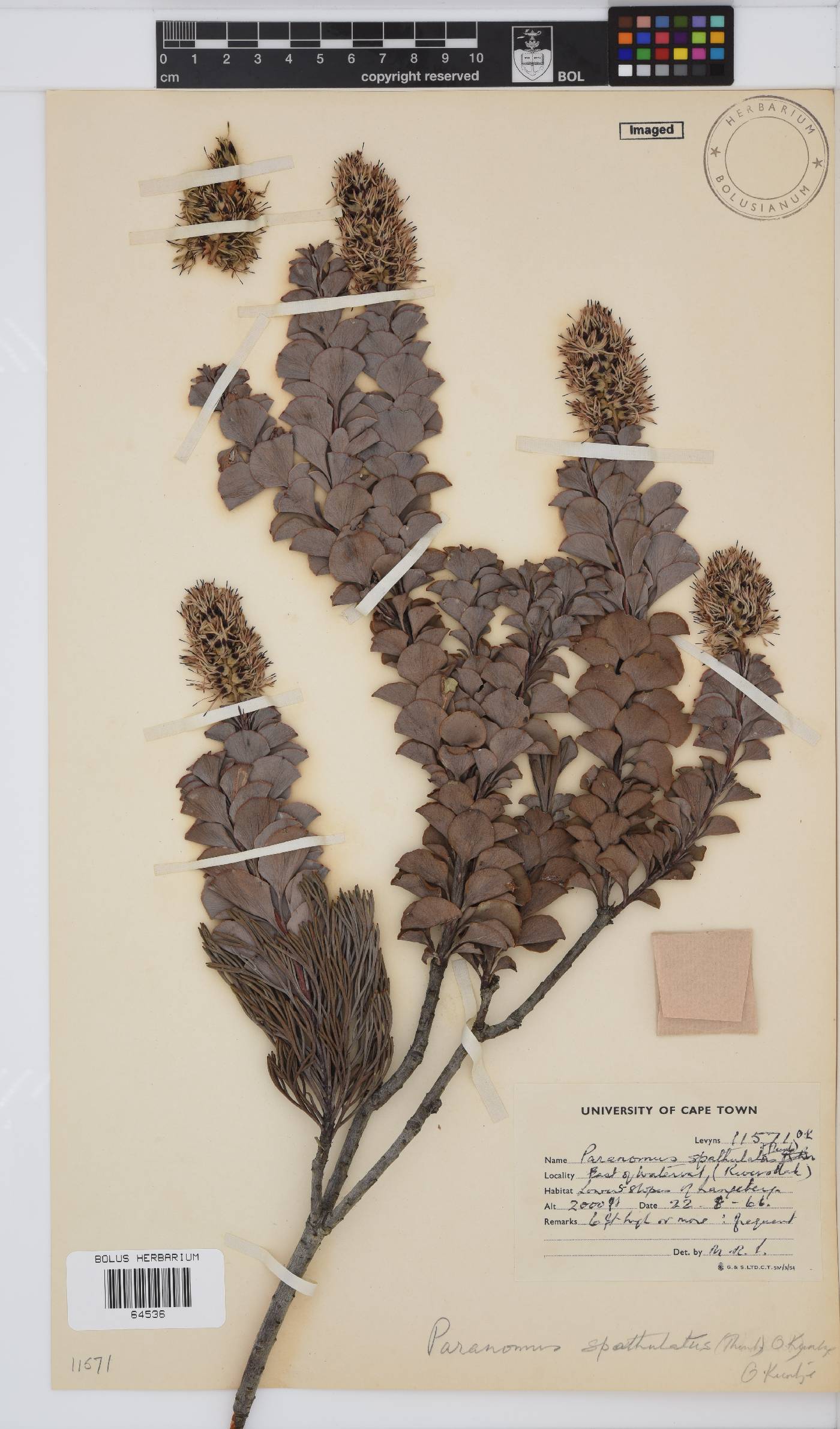 Paranomus spathulatus image