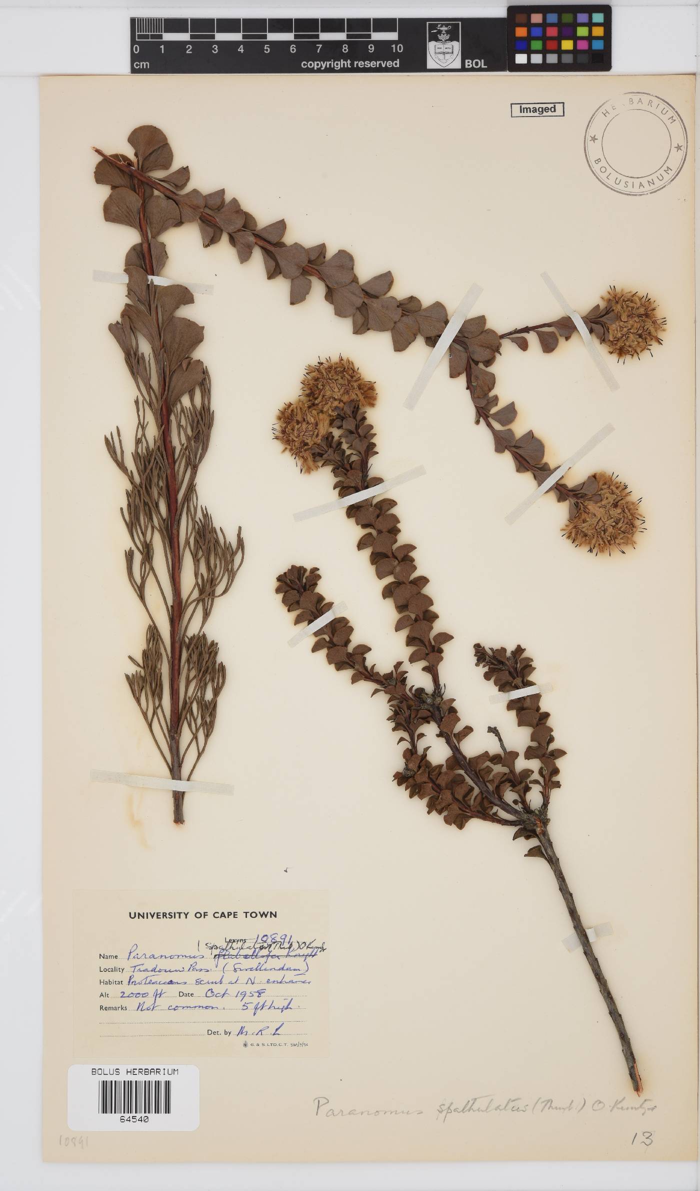 Paranomus spathulatus image