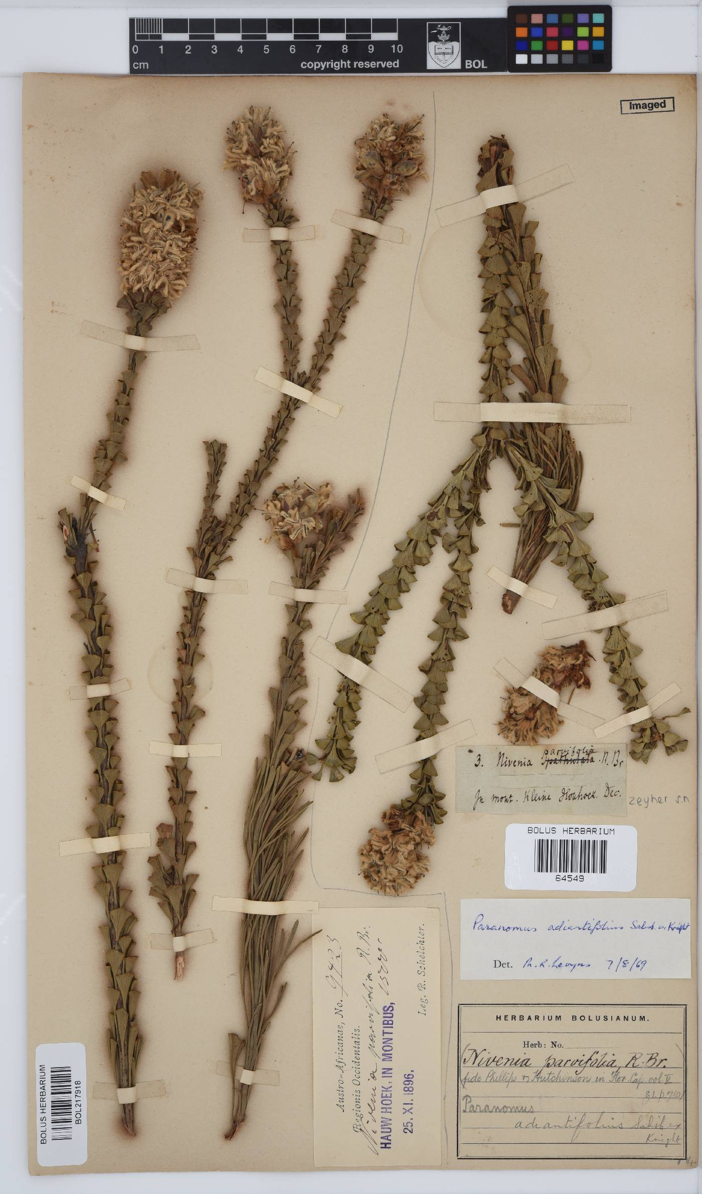 Paranomus adiantifolius image