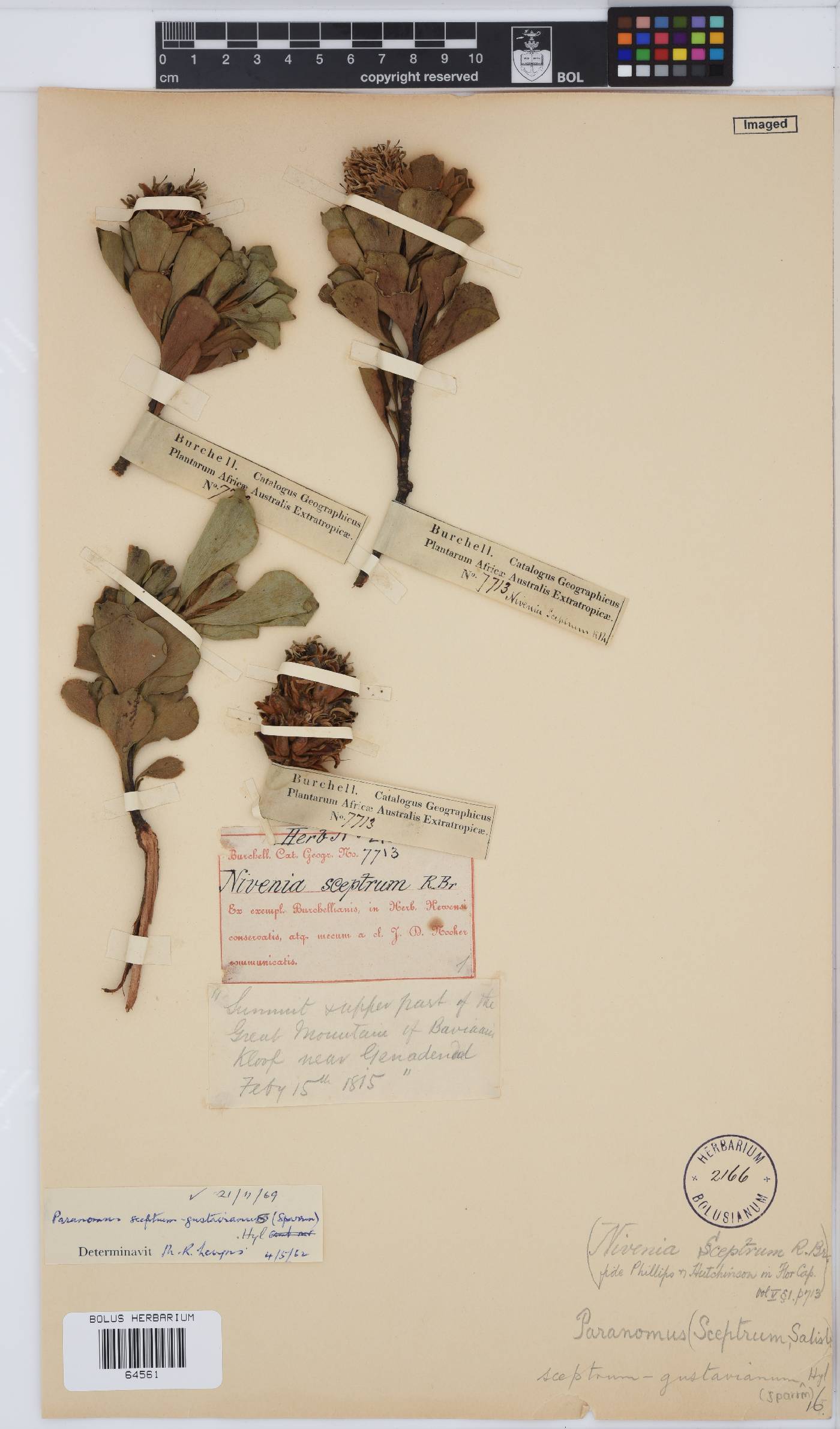 Paranomus sceptrum-gustavianus image