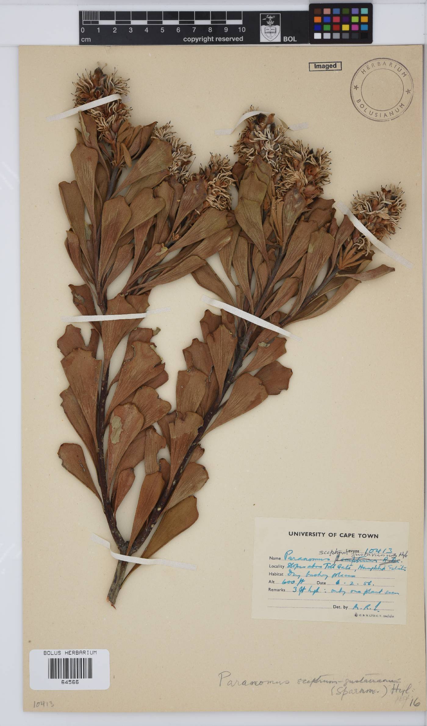 Paranomus sceptrum-gustavianus image