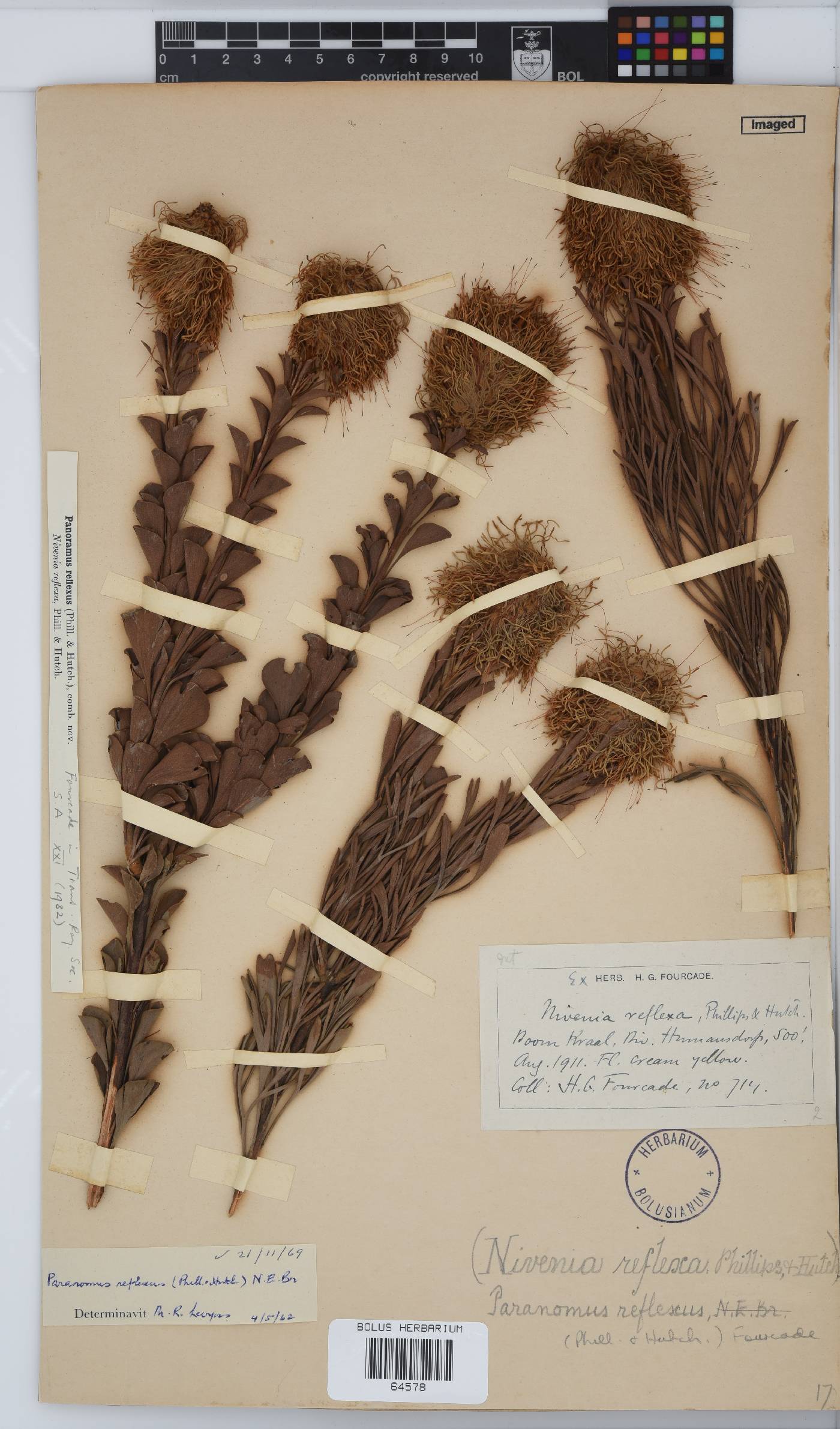 Paranomus reflexus image