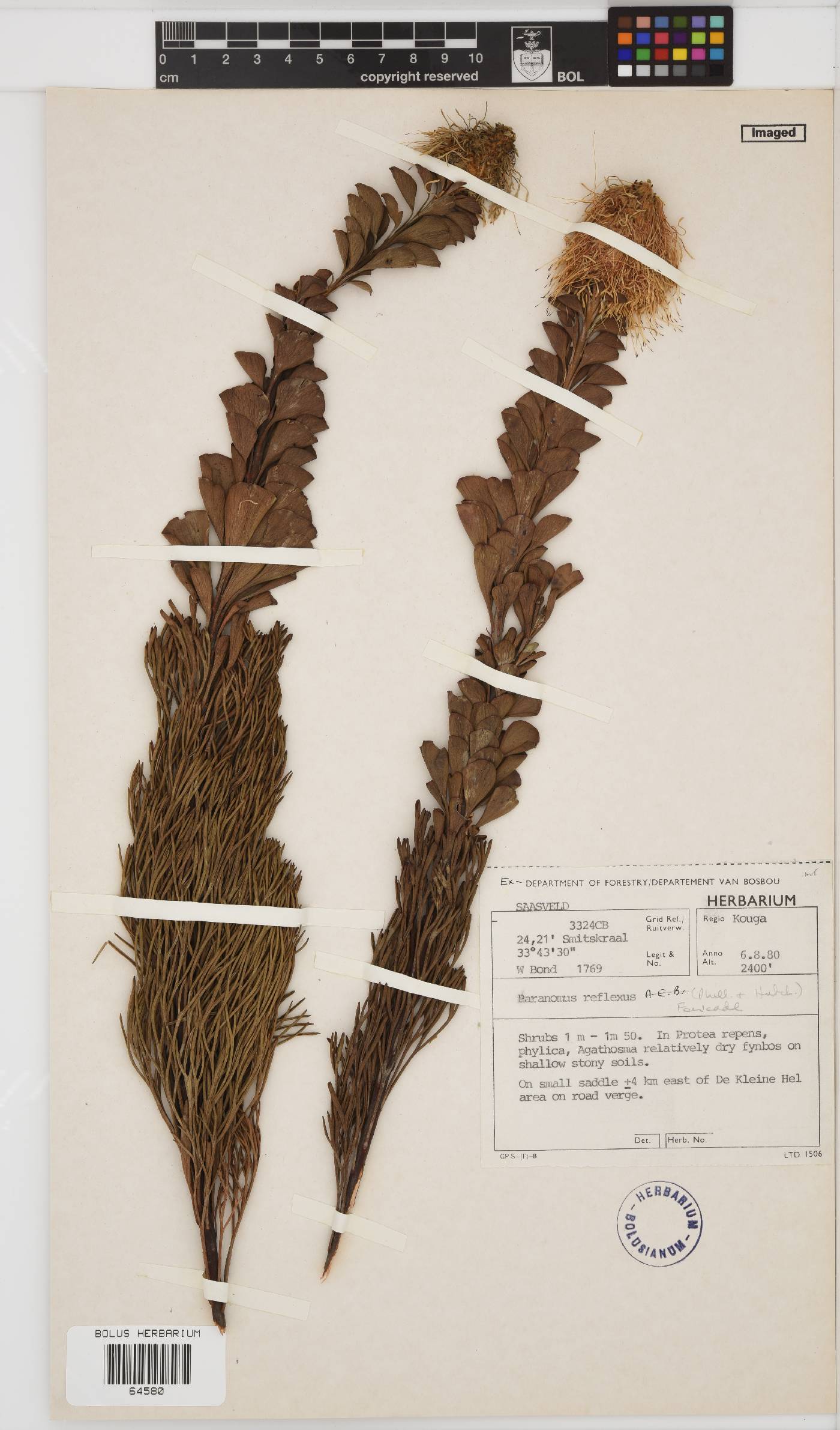 Paranomus reflexus image